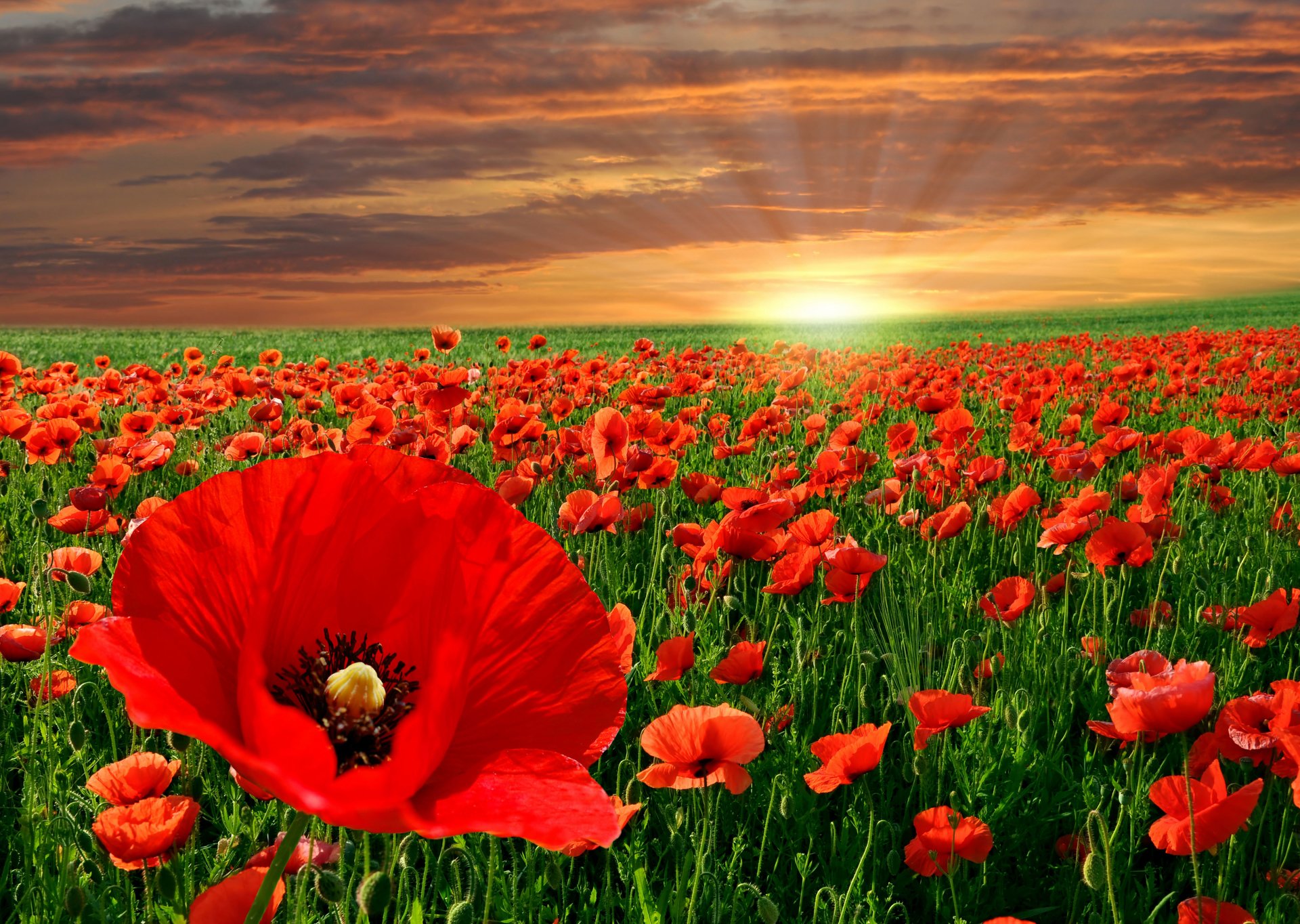 Poppies Wallpapers