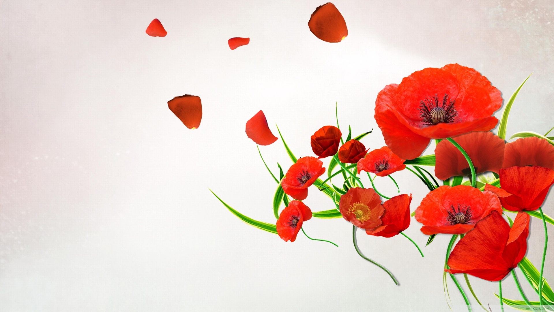 Poppies Wallpapers