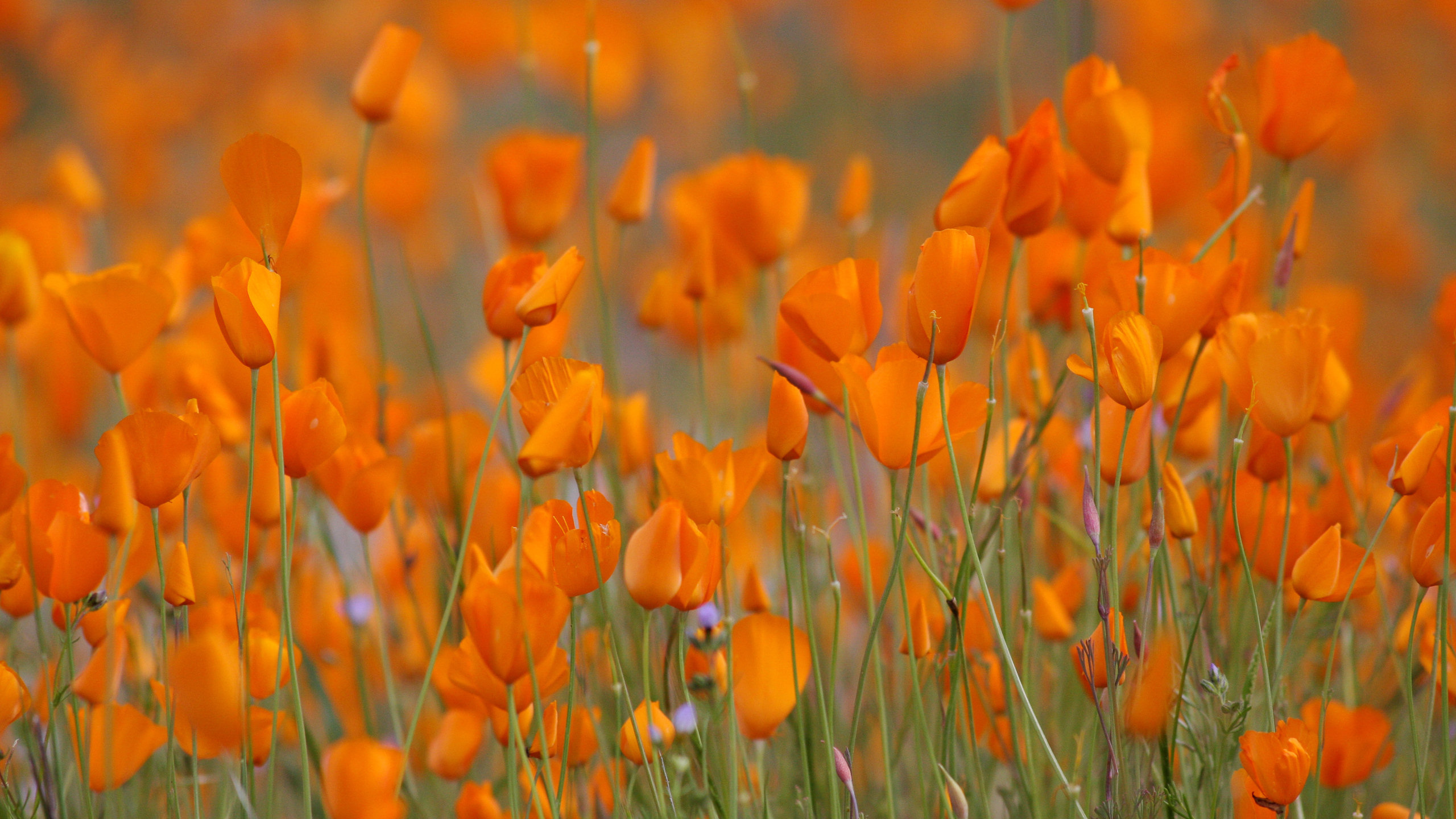 Poppies Wallpapers