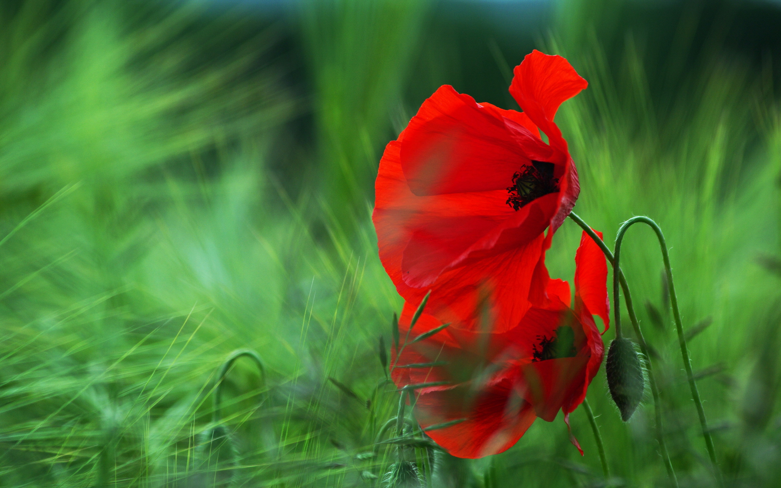 Poppies Wallpapers