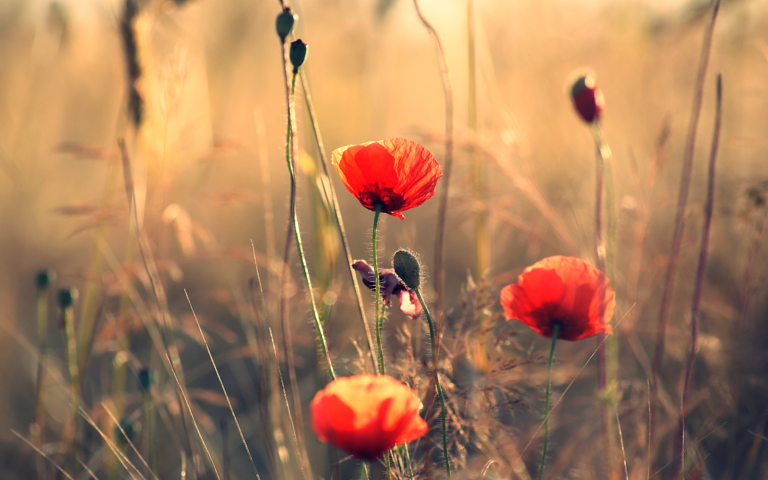 Poppies Wallpapers