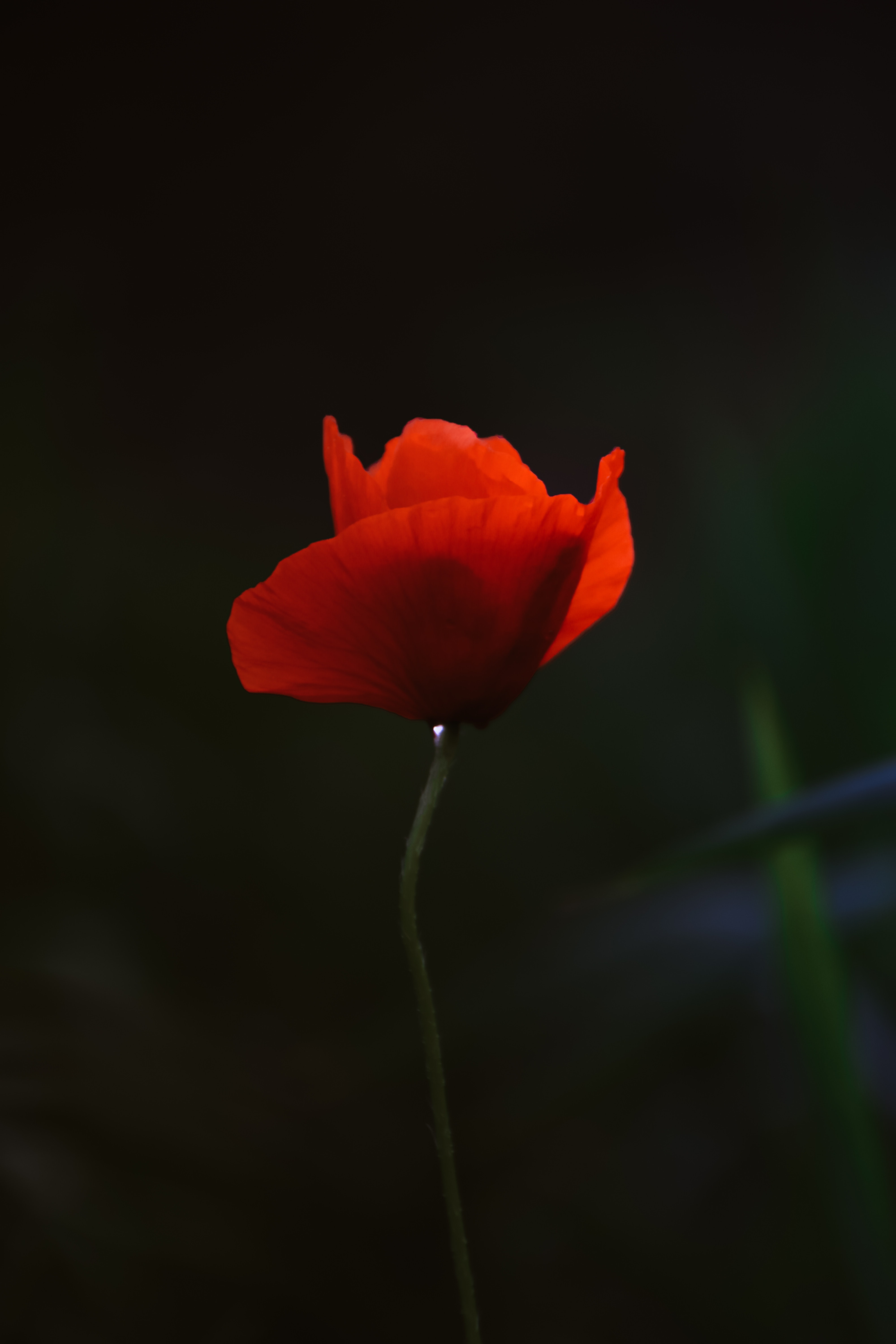 Poppies Wallpapers