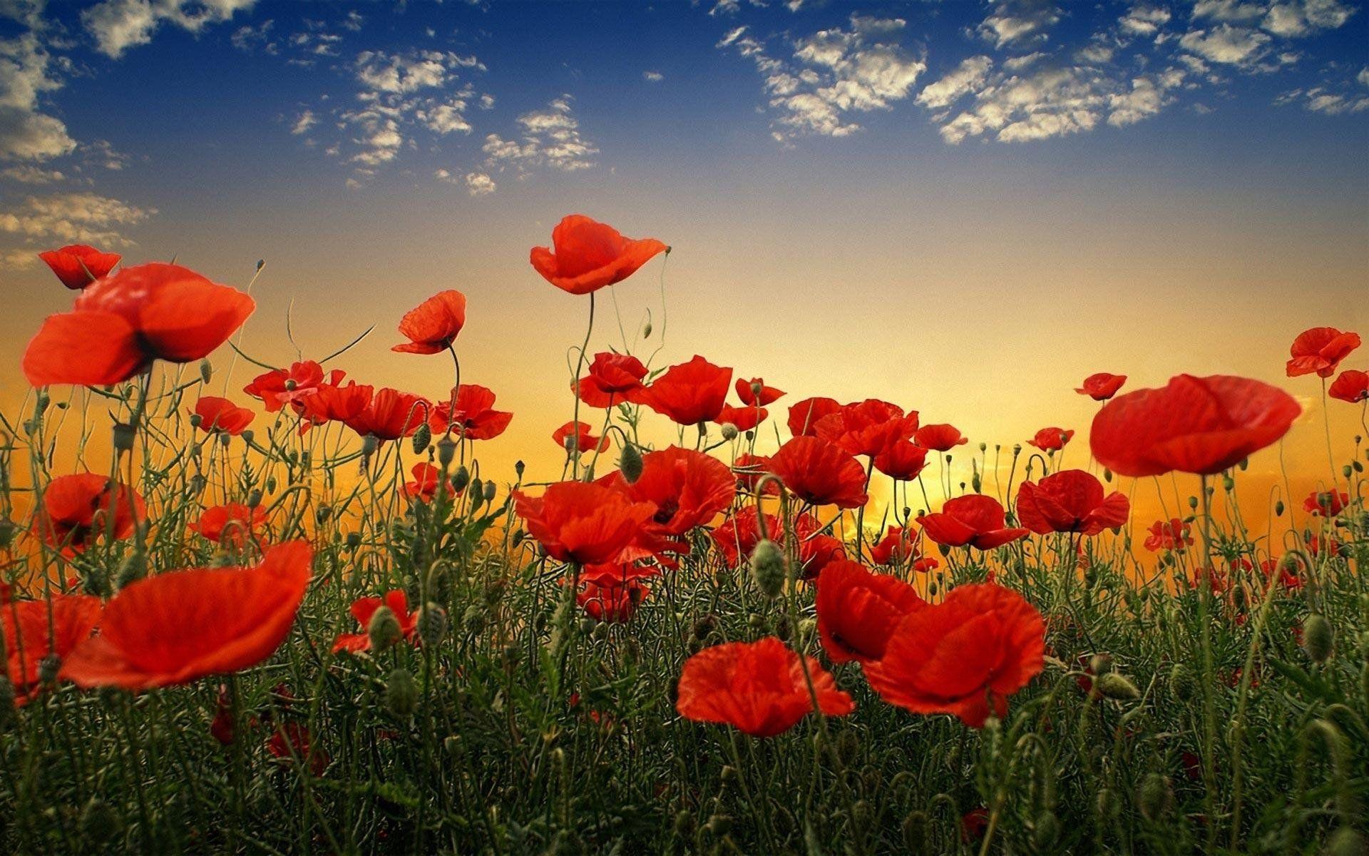 Poppies Wallpapers