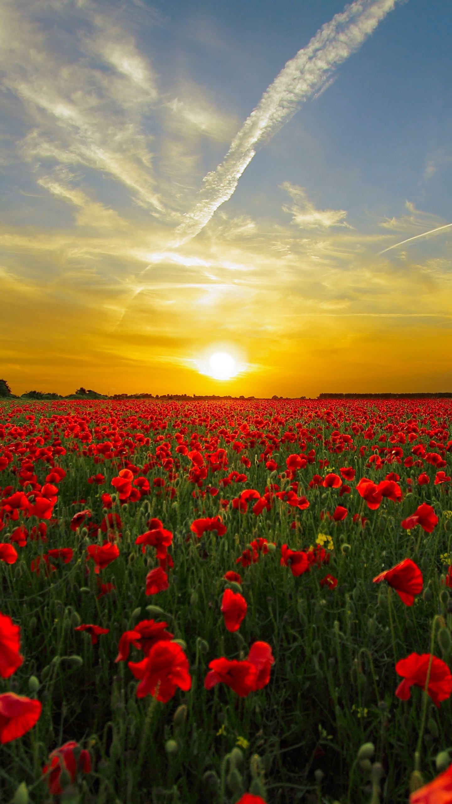 Poppies Wallpapers