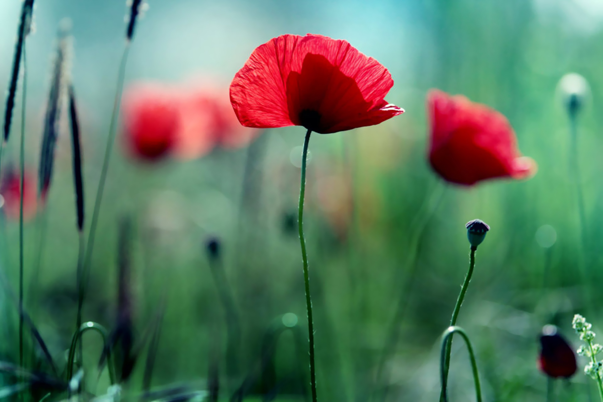 Poppies Wallpapers