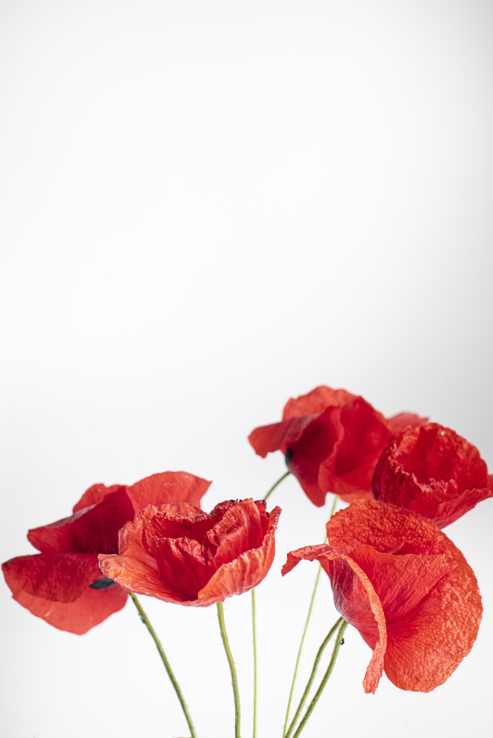 Poppies Wallpapers