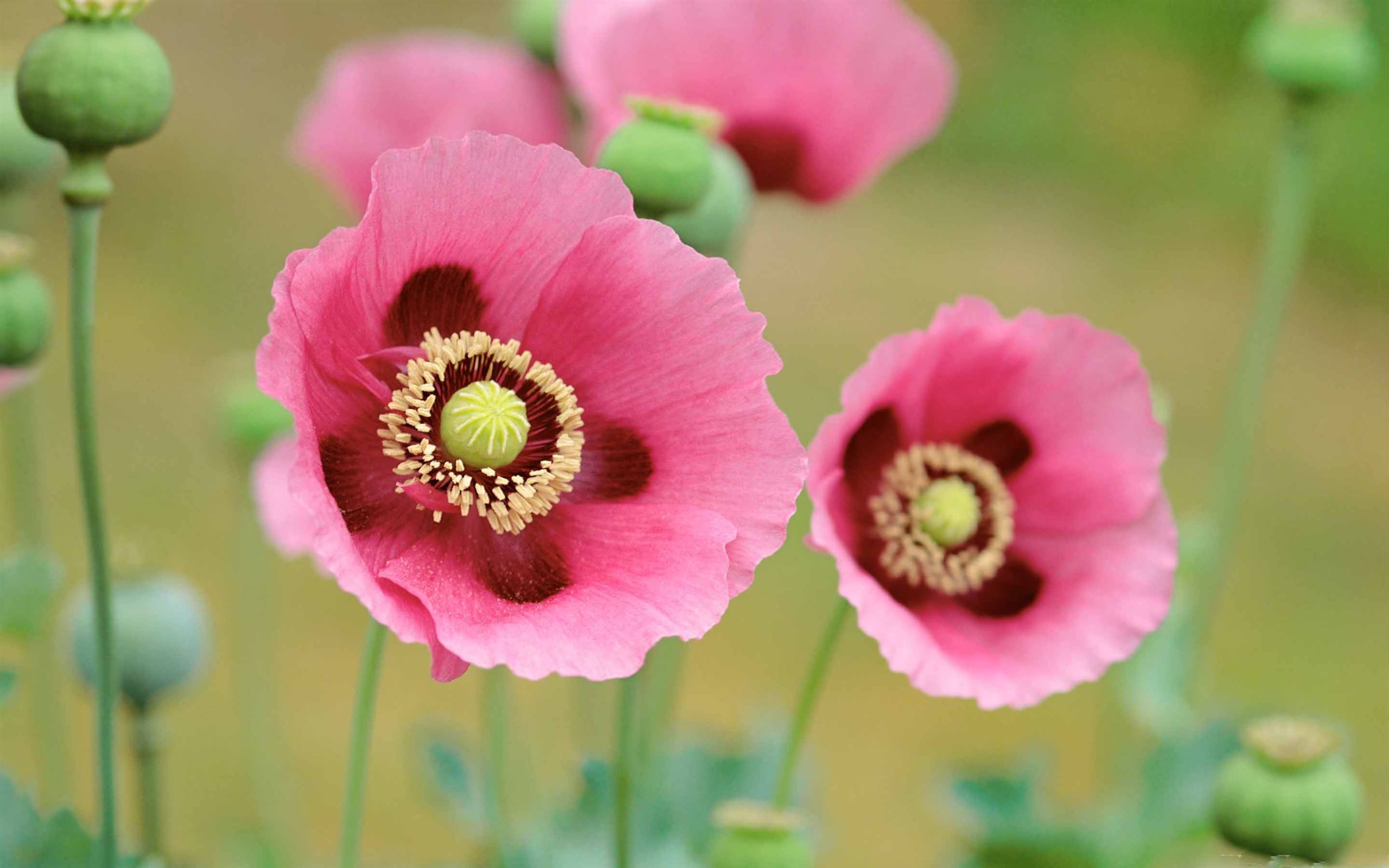 Poppies Wallpapers