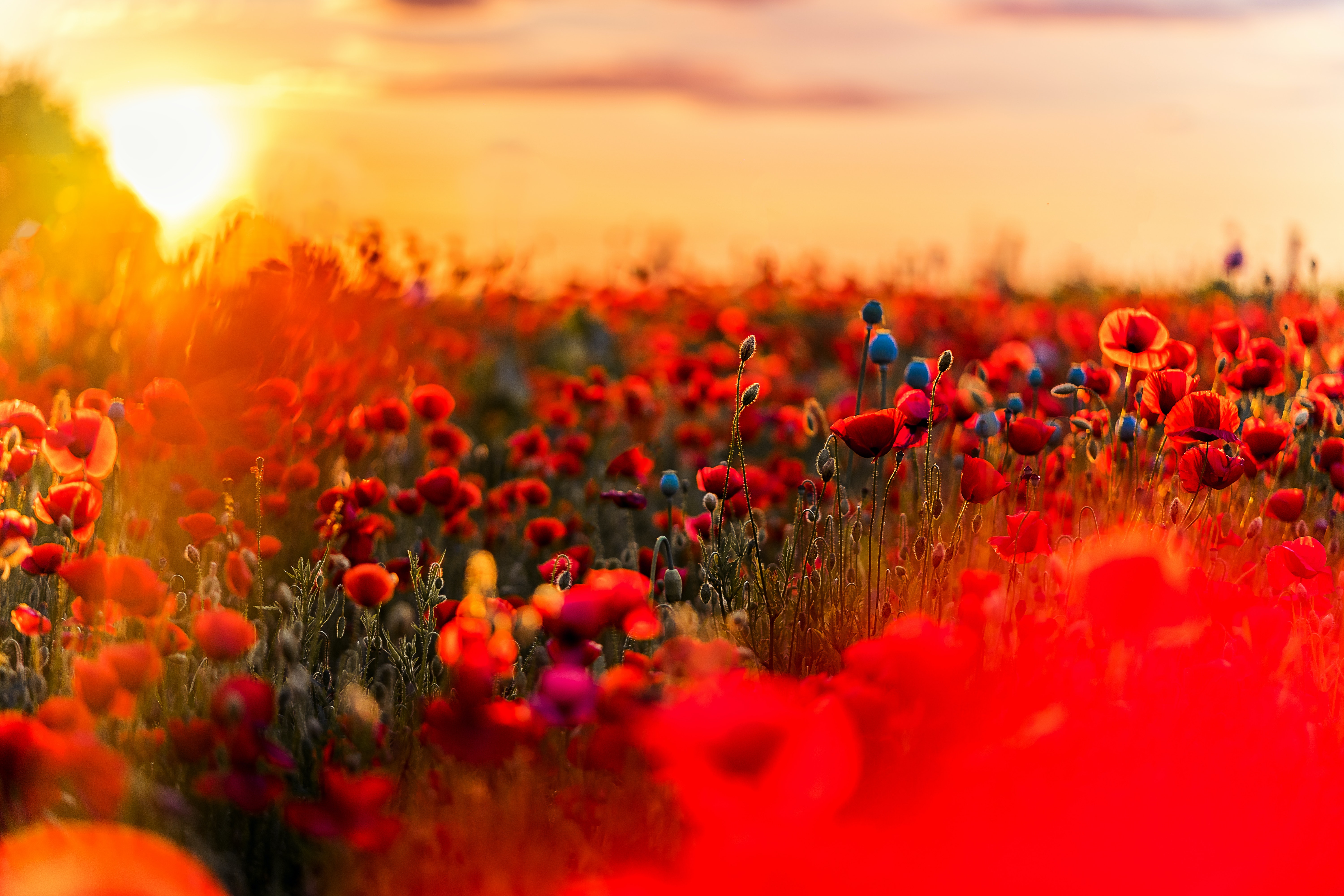 Poppy Flower Field Wallpapers