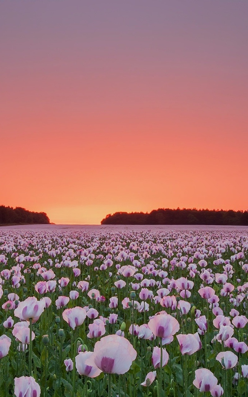 Poppy Flower Field Wallpapers