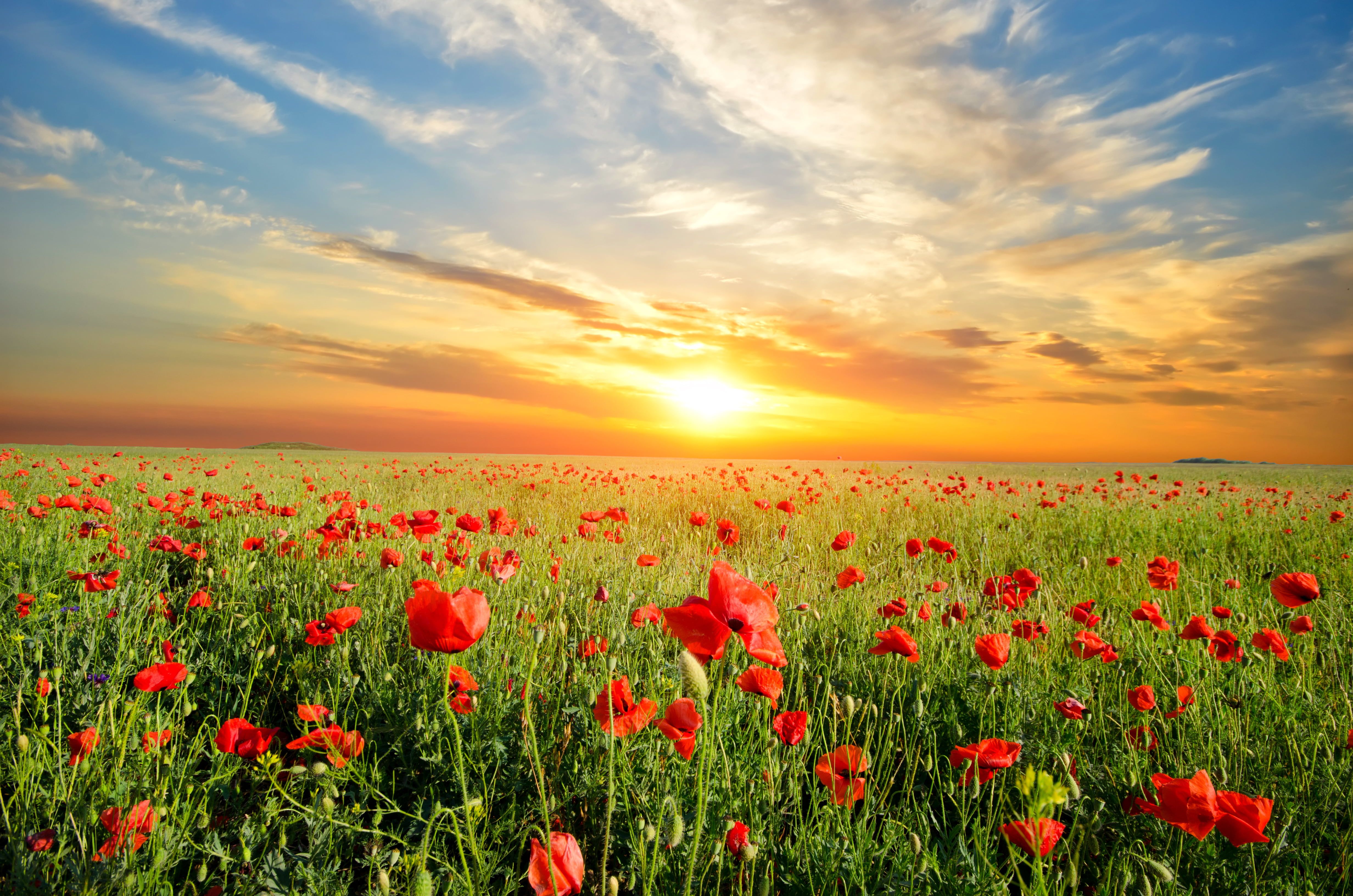 Poppy Flower Field Wallpapers