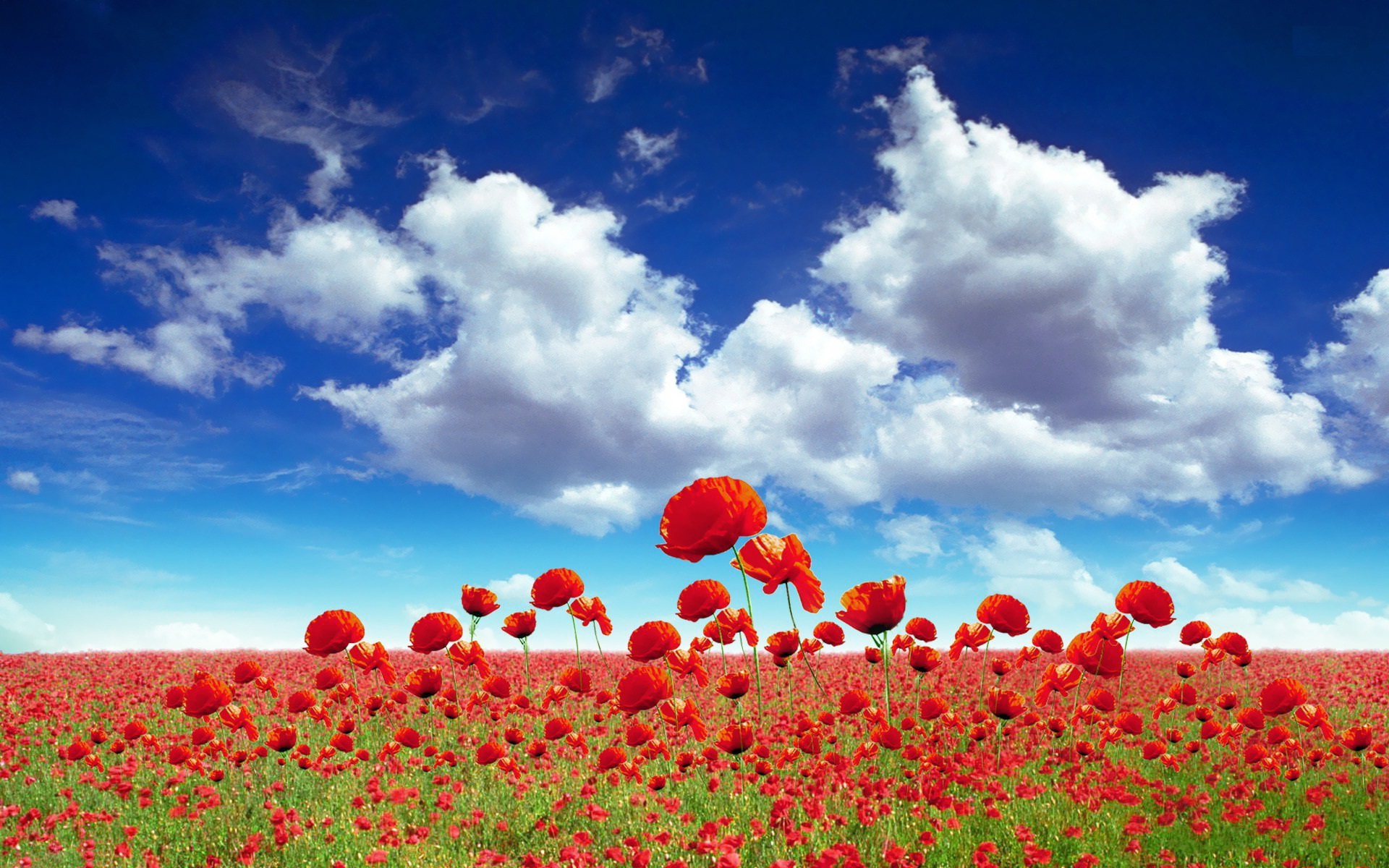 Poppy Flower Field Wallpapers