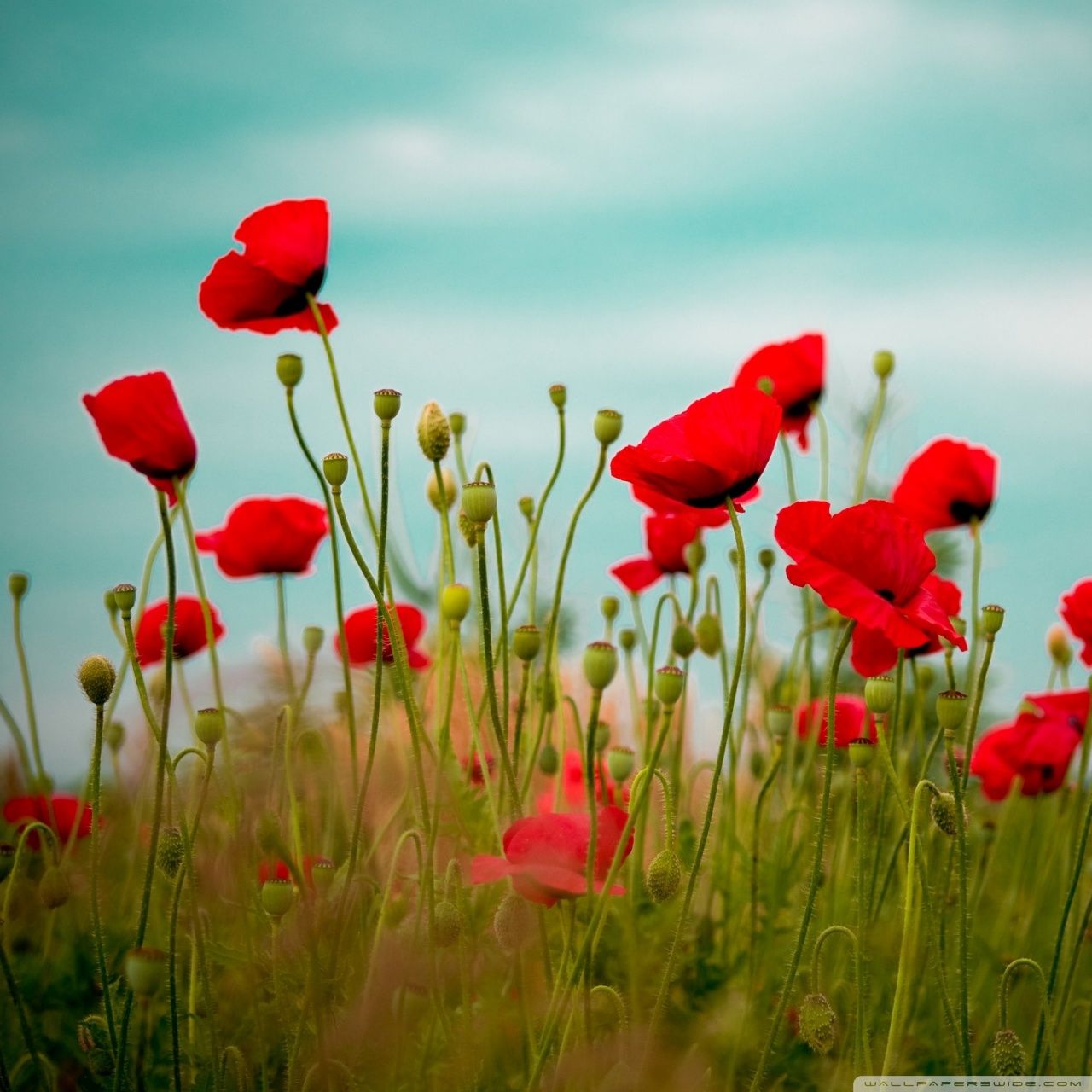 Poppy Flower Field Wallpapers