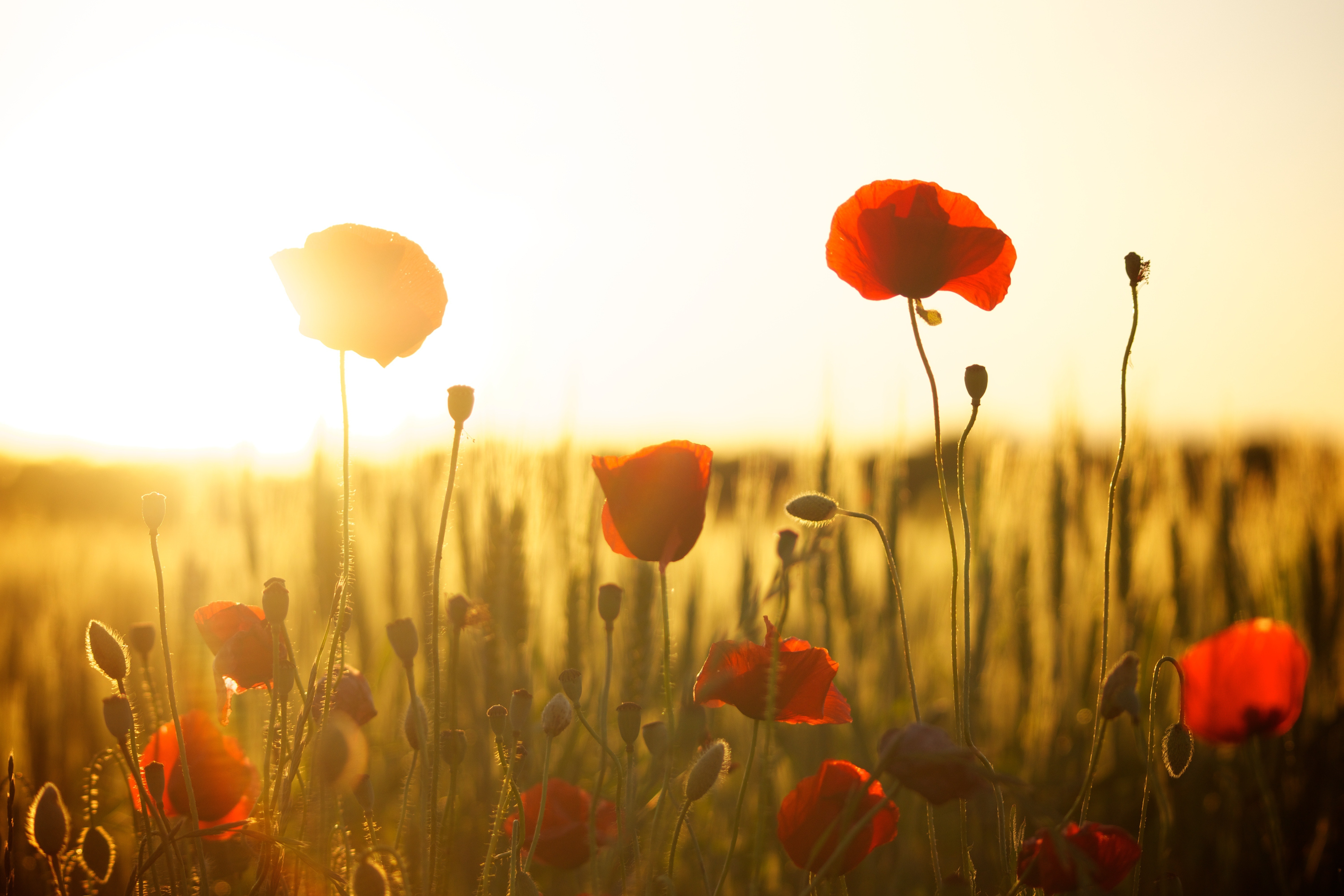 Poppy Flower Field Wallpapers