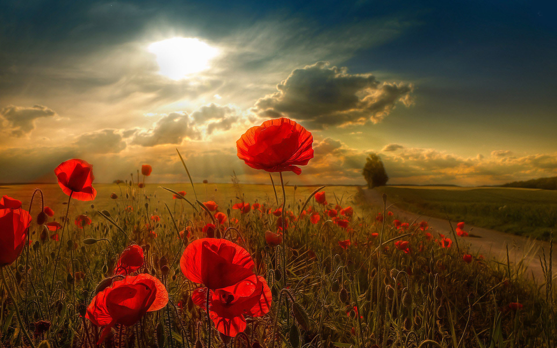 Poppy Flower Wallpapers