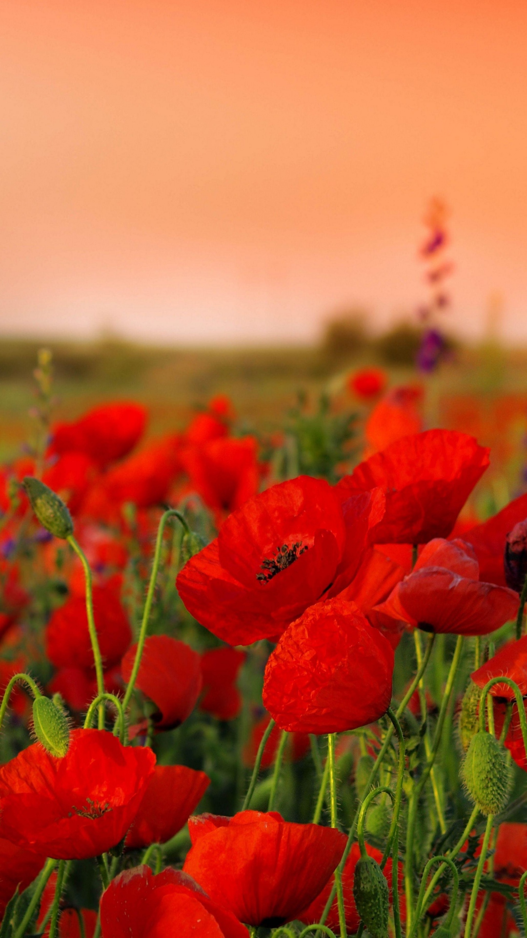 Poppy Flower Wallpapers