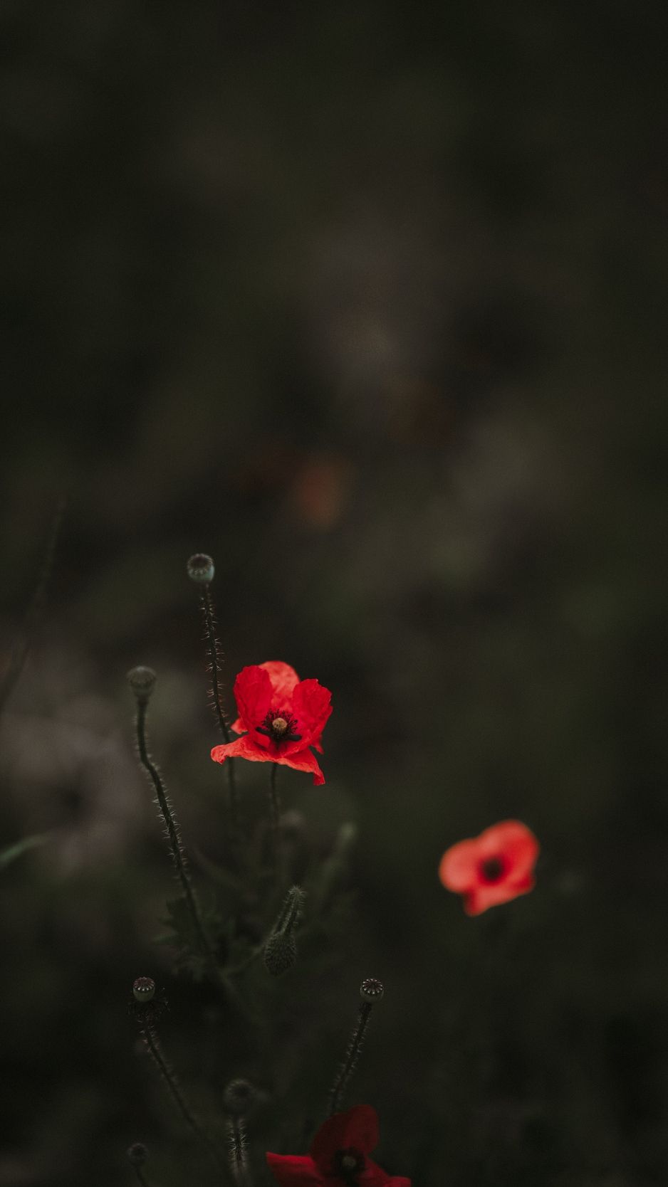 Poppy Iphone Wallpapers