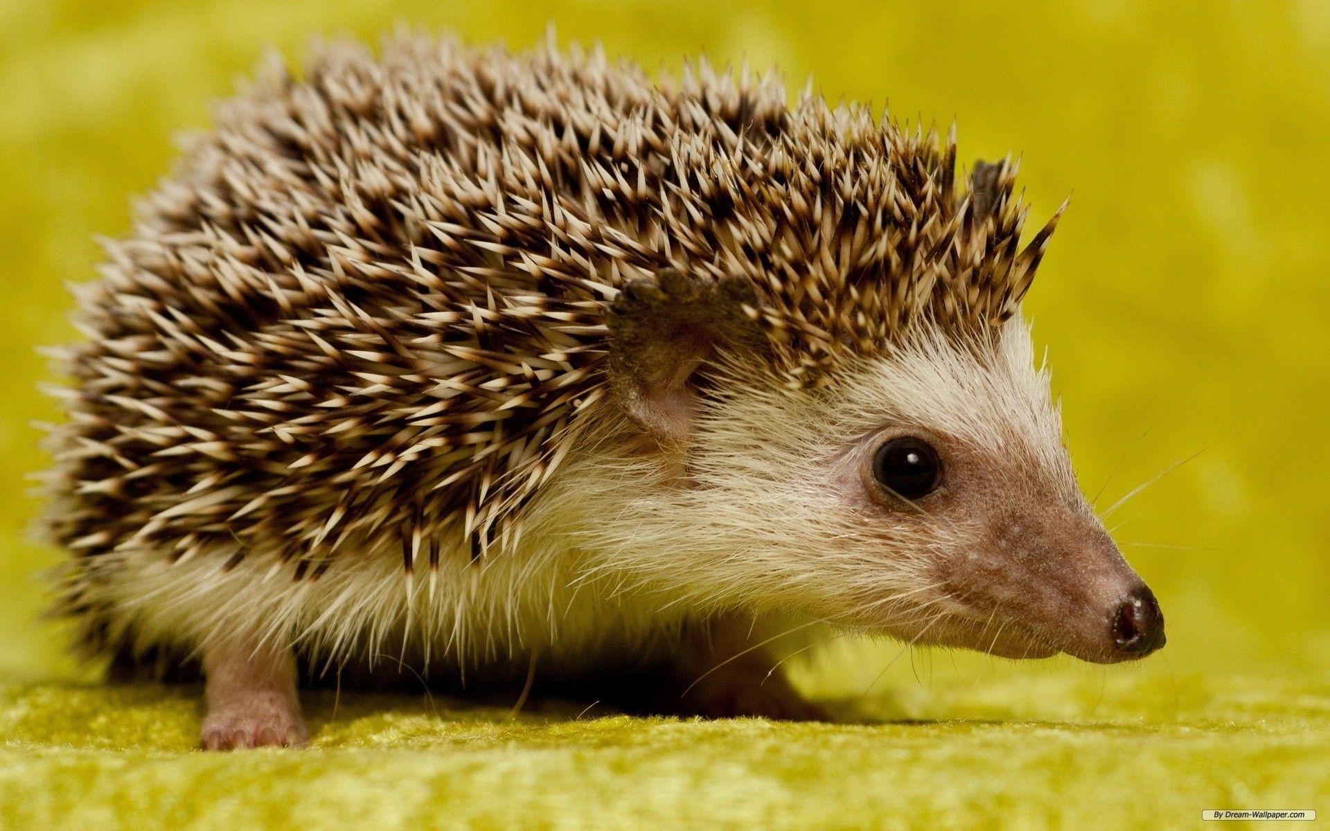 Porcupine Wallpapers