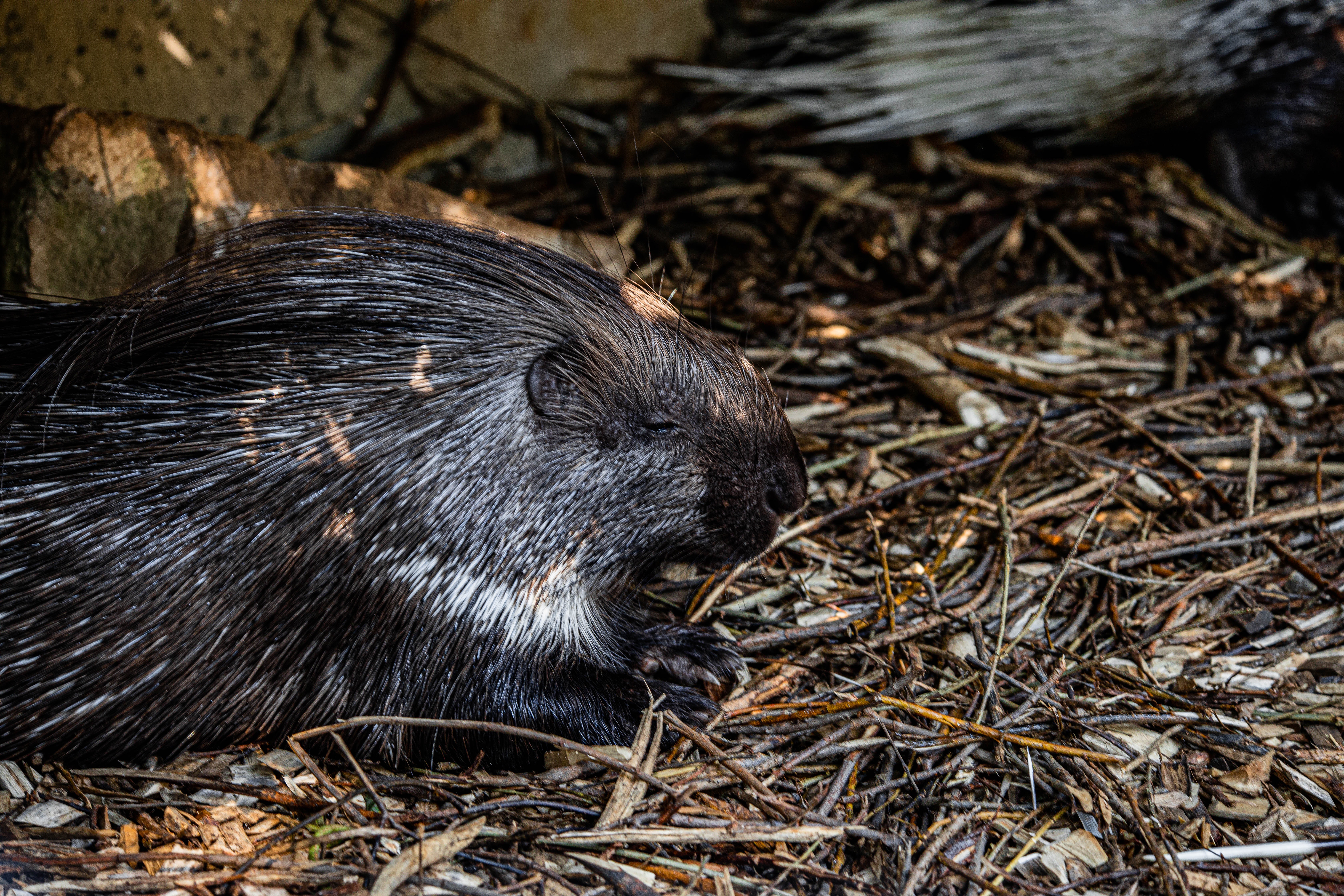 Porcupine Wallpapers