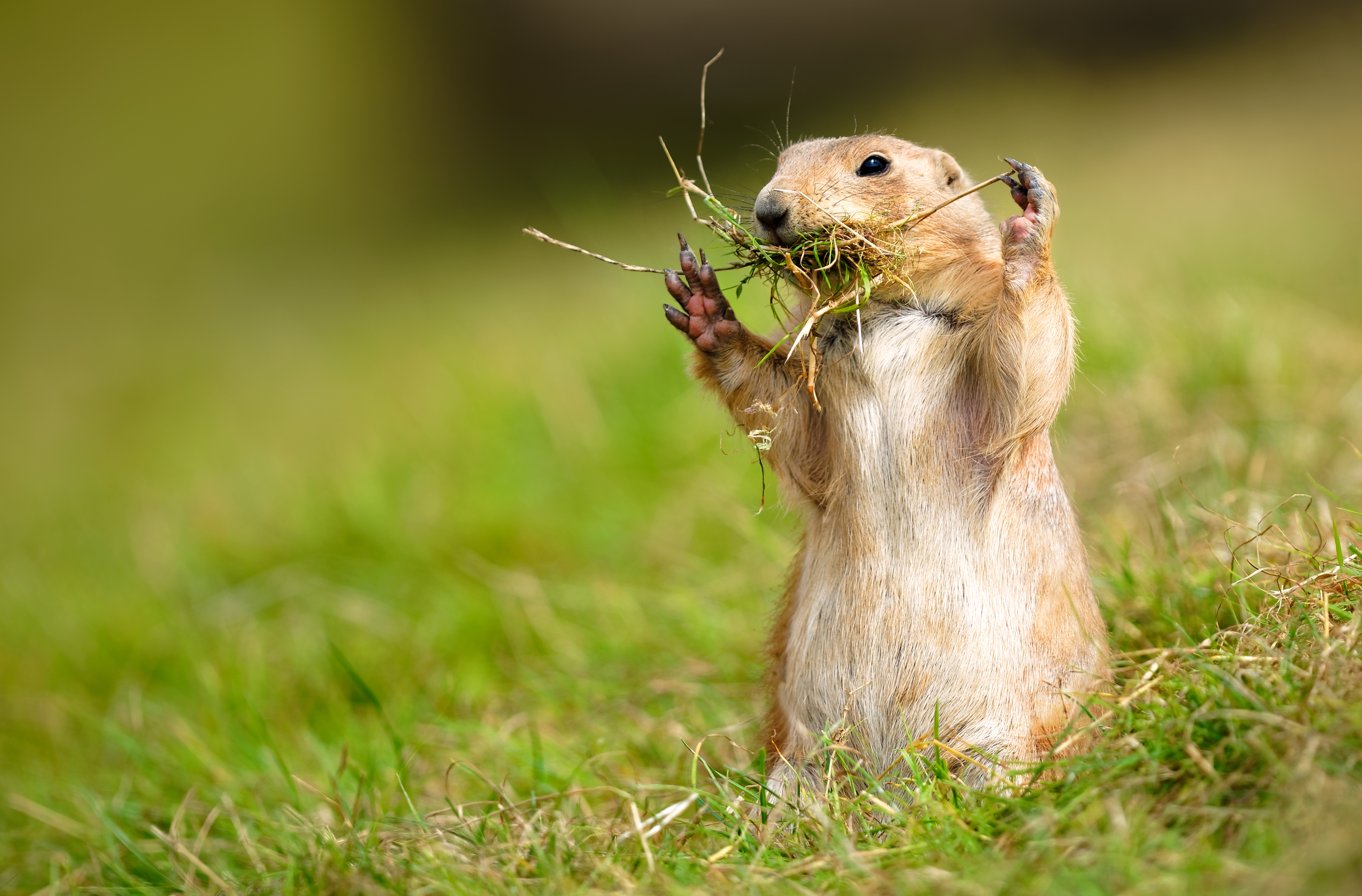 Prairie Dog Wallpapers