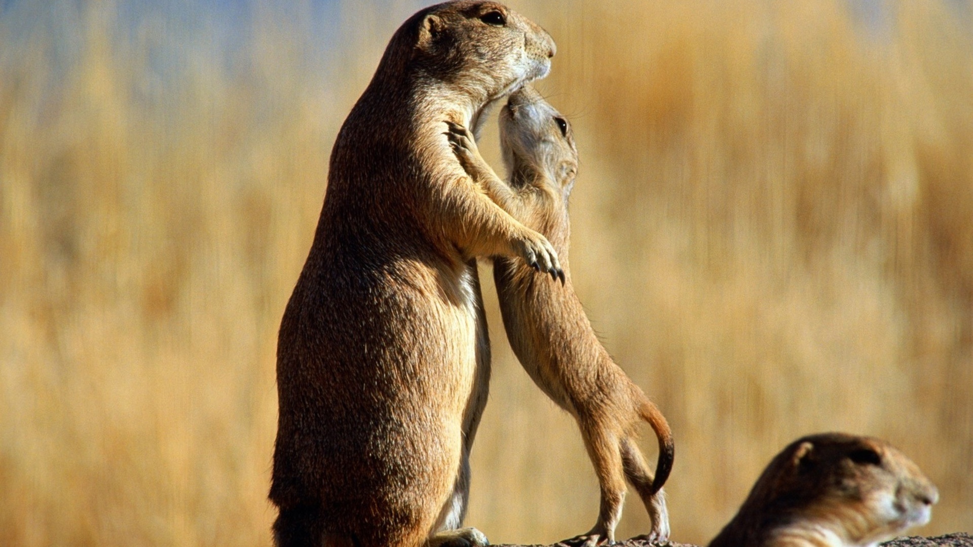 Prairie Dog Wallpapers