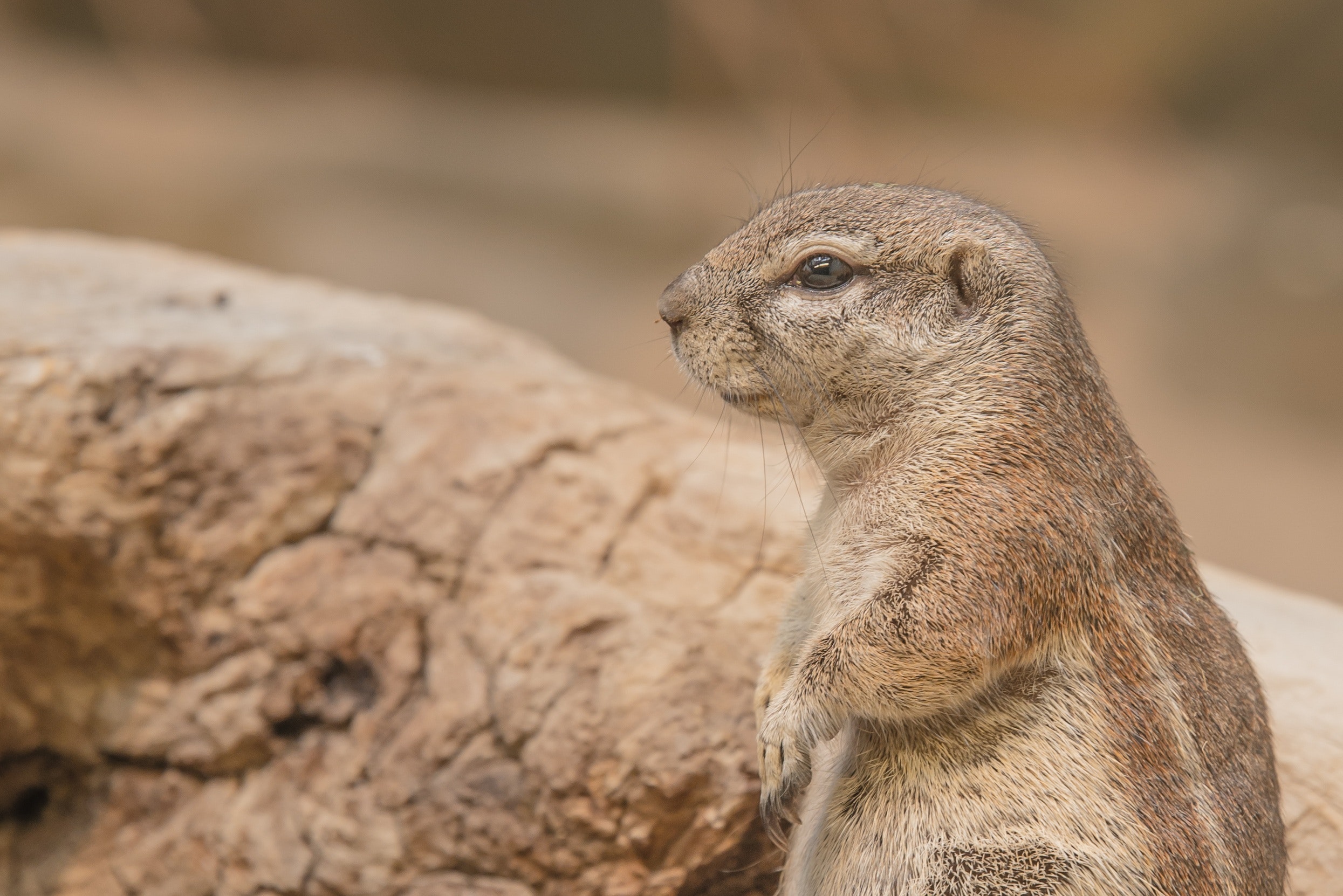 Prairie Dog Wallpapers