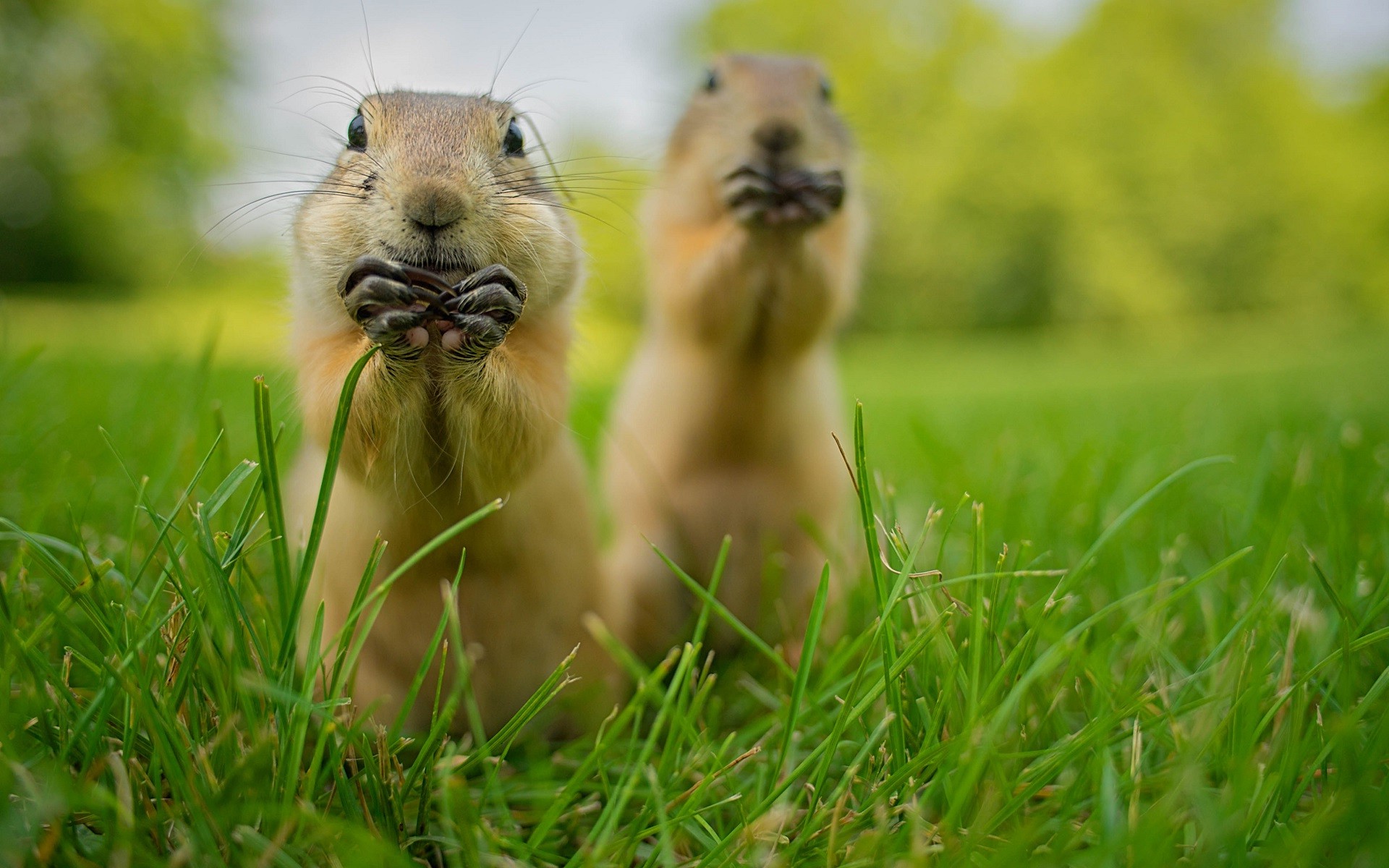 Prairie Dog Wallpapers