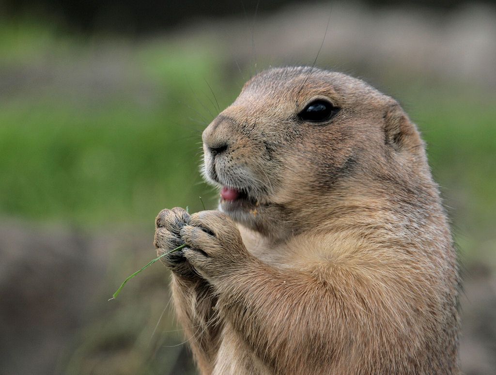 Prairie Dog Wallpapers