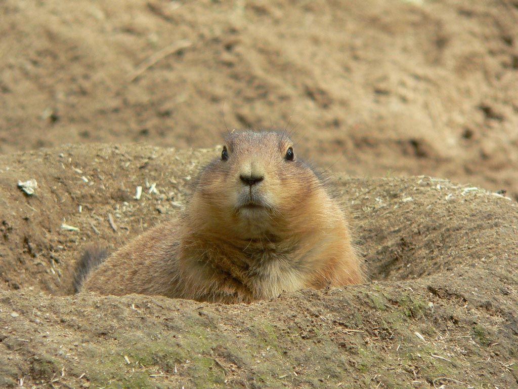 Prairie Dog Wallpapers