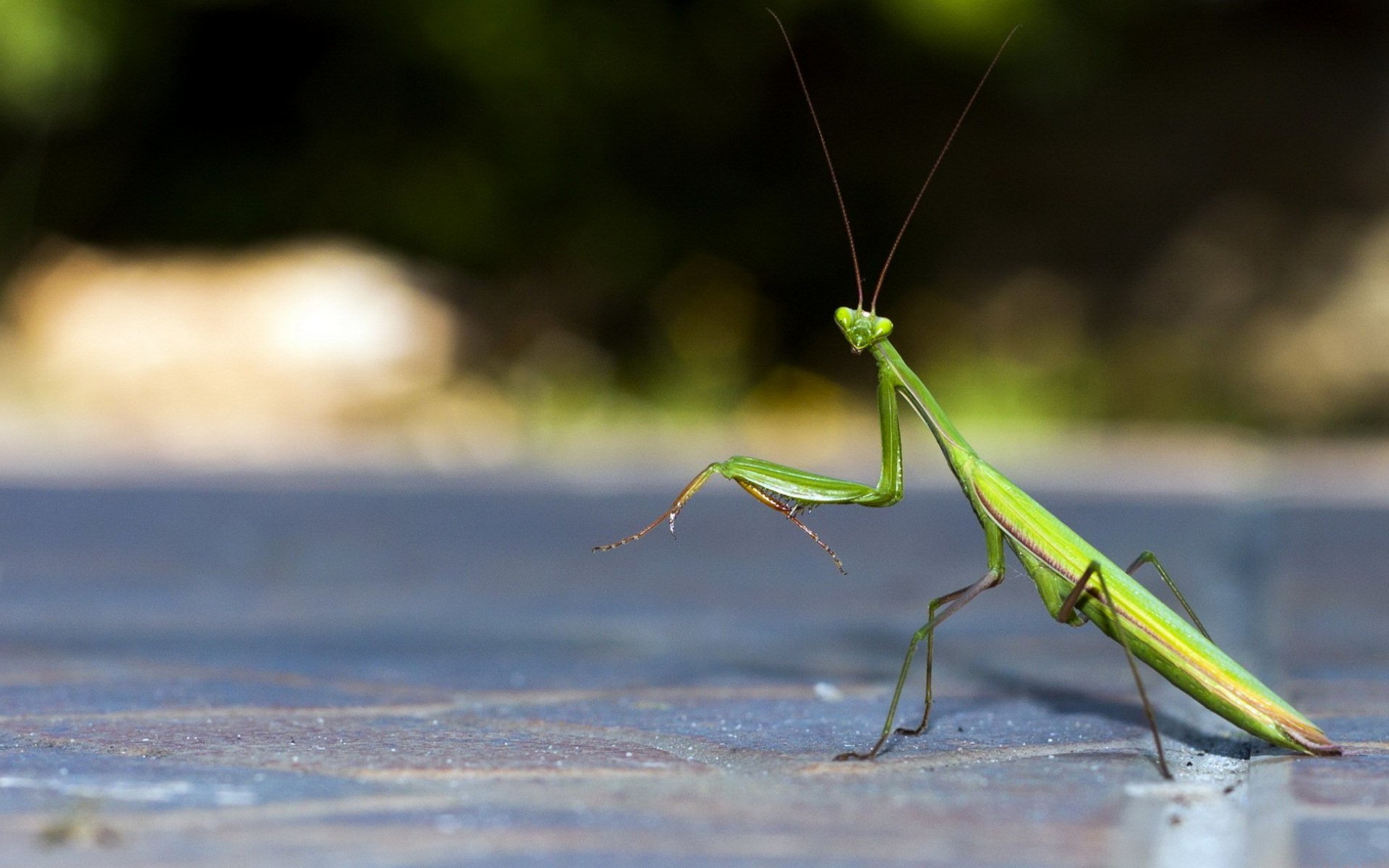 Praying Mantis Wallpapers