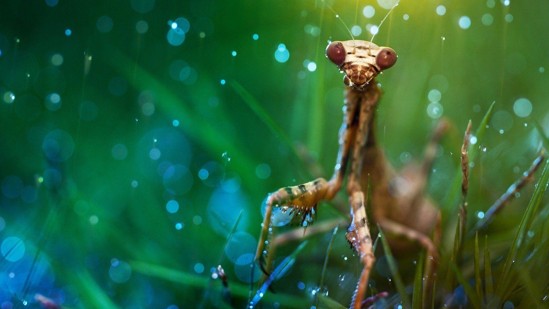 Praying Mantis Wallpapers