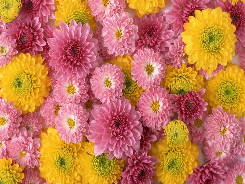 Pretty Flower Wallpapers