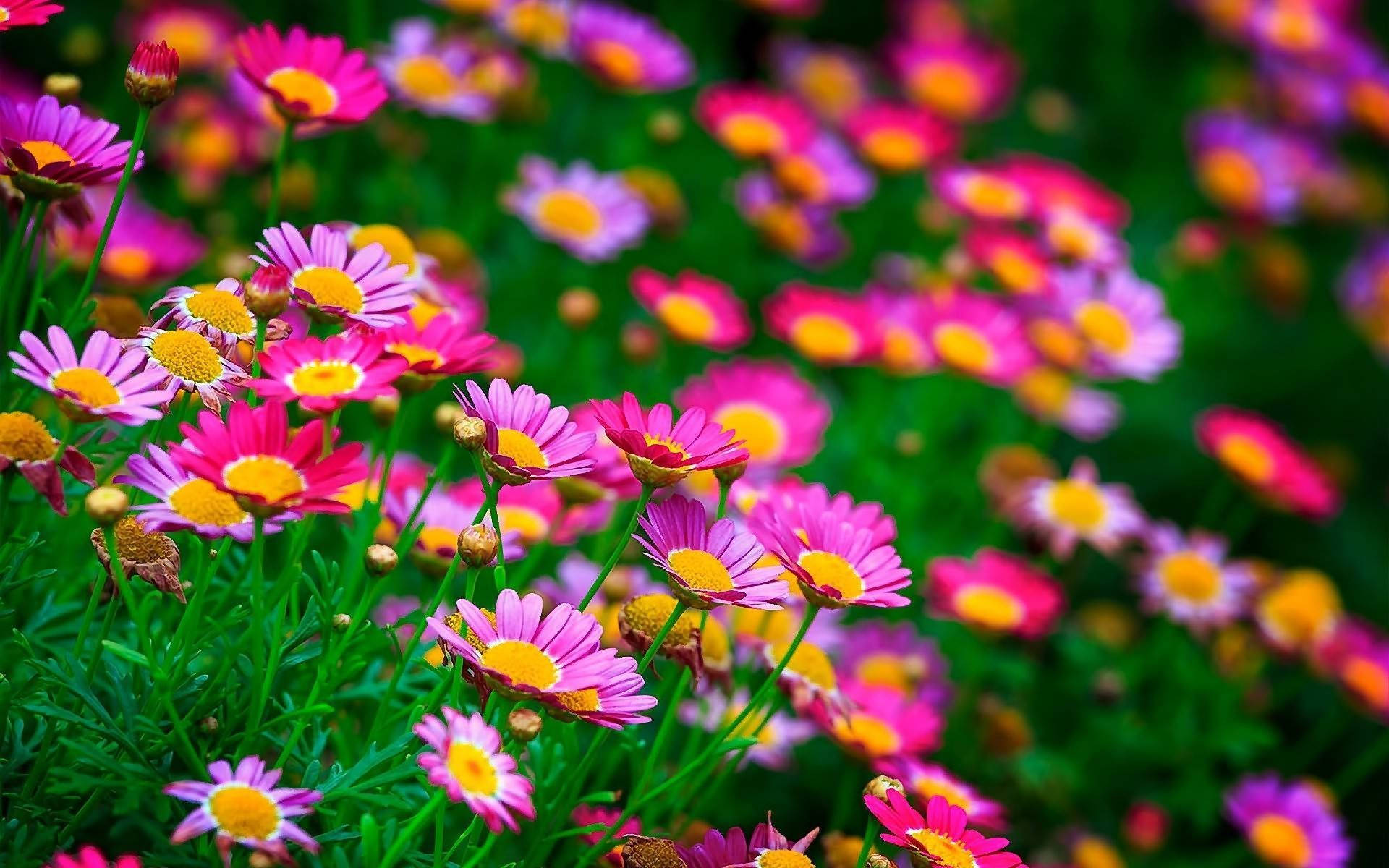 Pretty Flowers Wallpapers