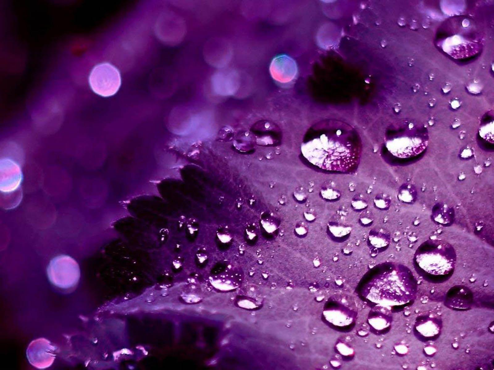 Pretty Purple Pictures Wallpapers