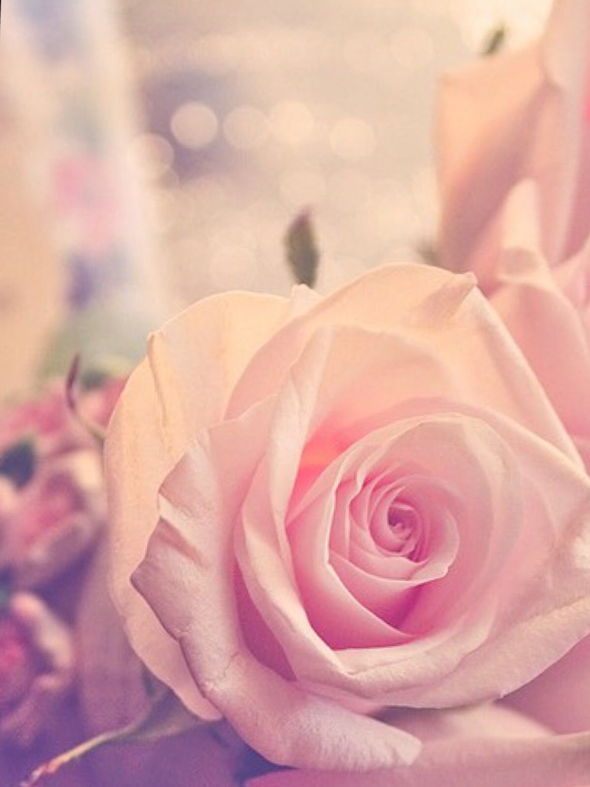 Pretty Roses Wallpapers