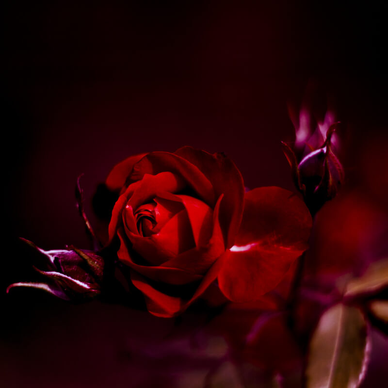 Pretty Roses Wallpapers