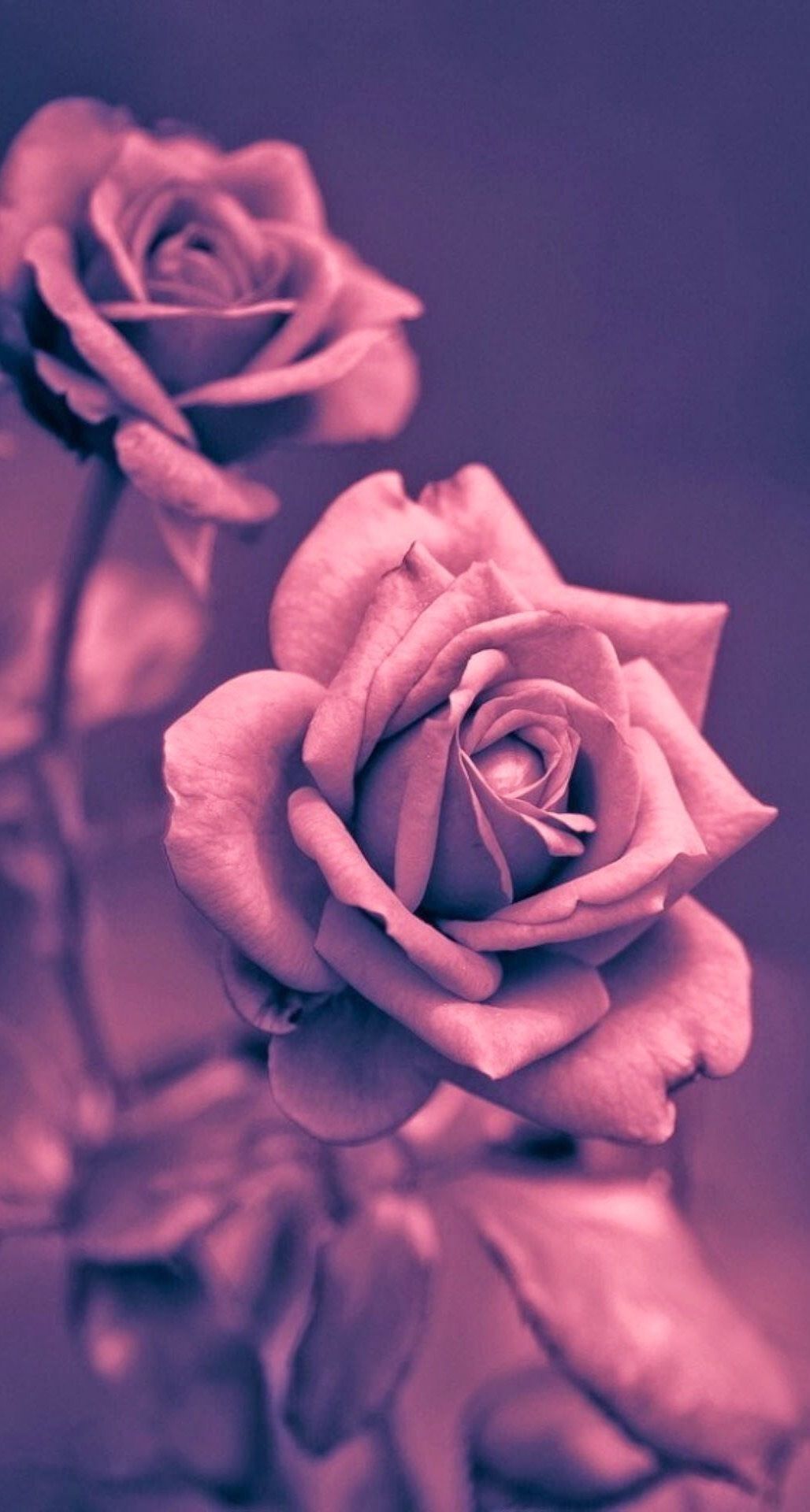 Pretty Roses Wallpapers