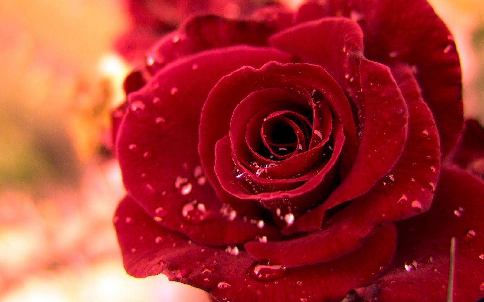 Pretty Roses Wallpapers