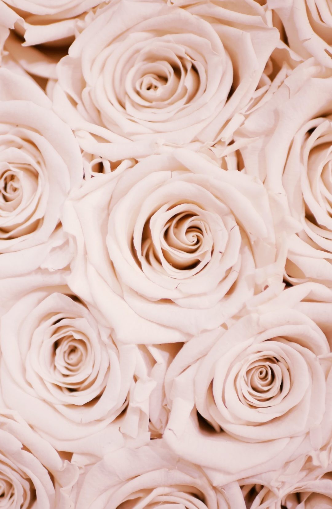 Pretty Roses Wallpapers