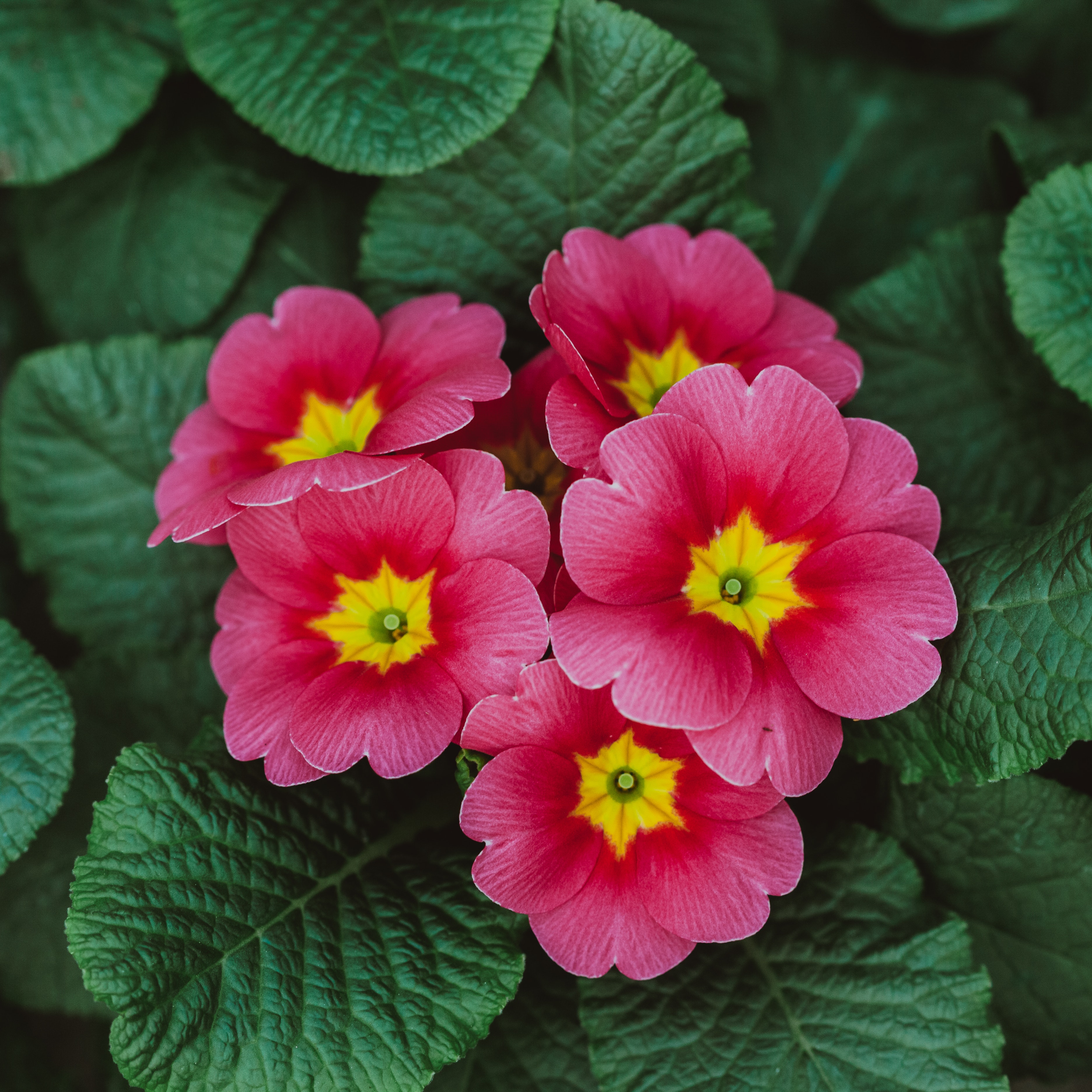 Primula Wallpapers