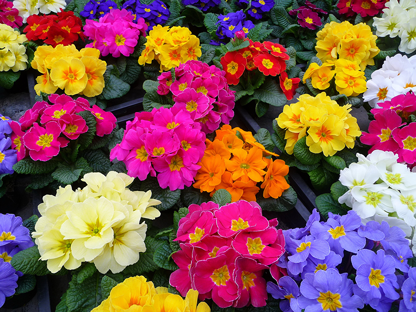 Primula Wallpapers