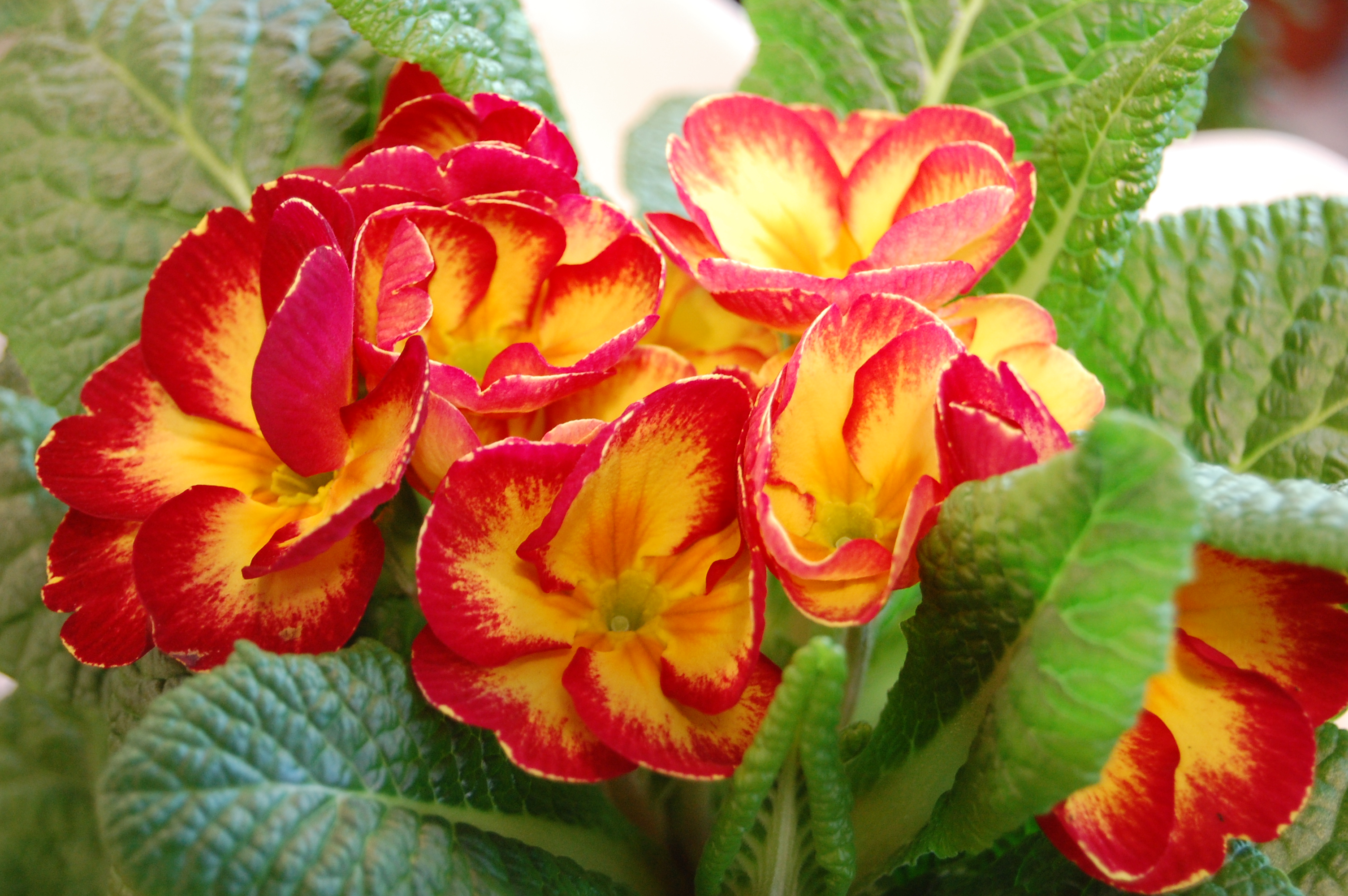 Primula Wallpapers