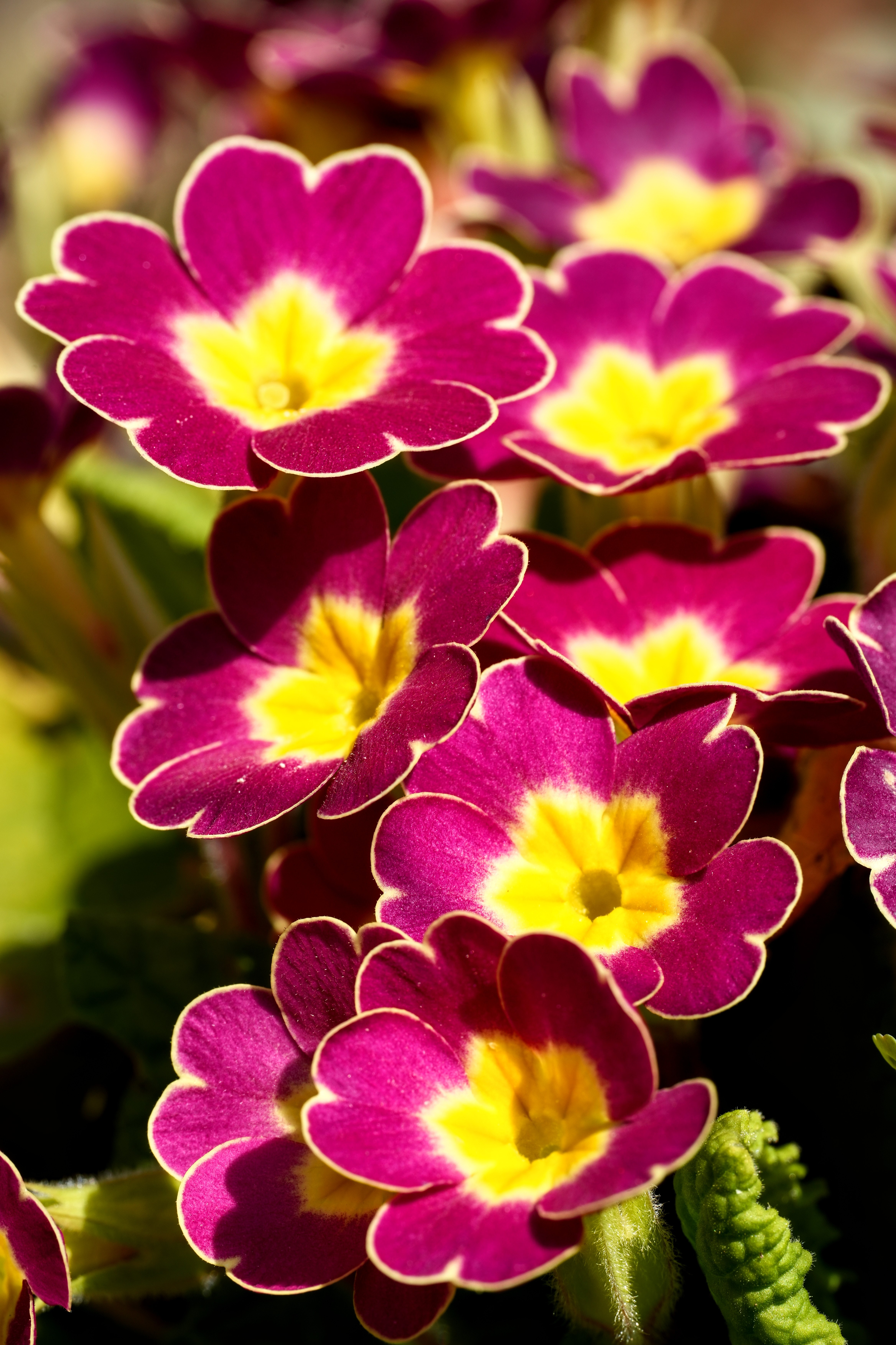 Primula Wallpapers