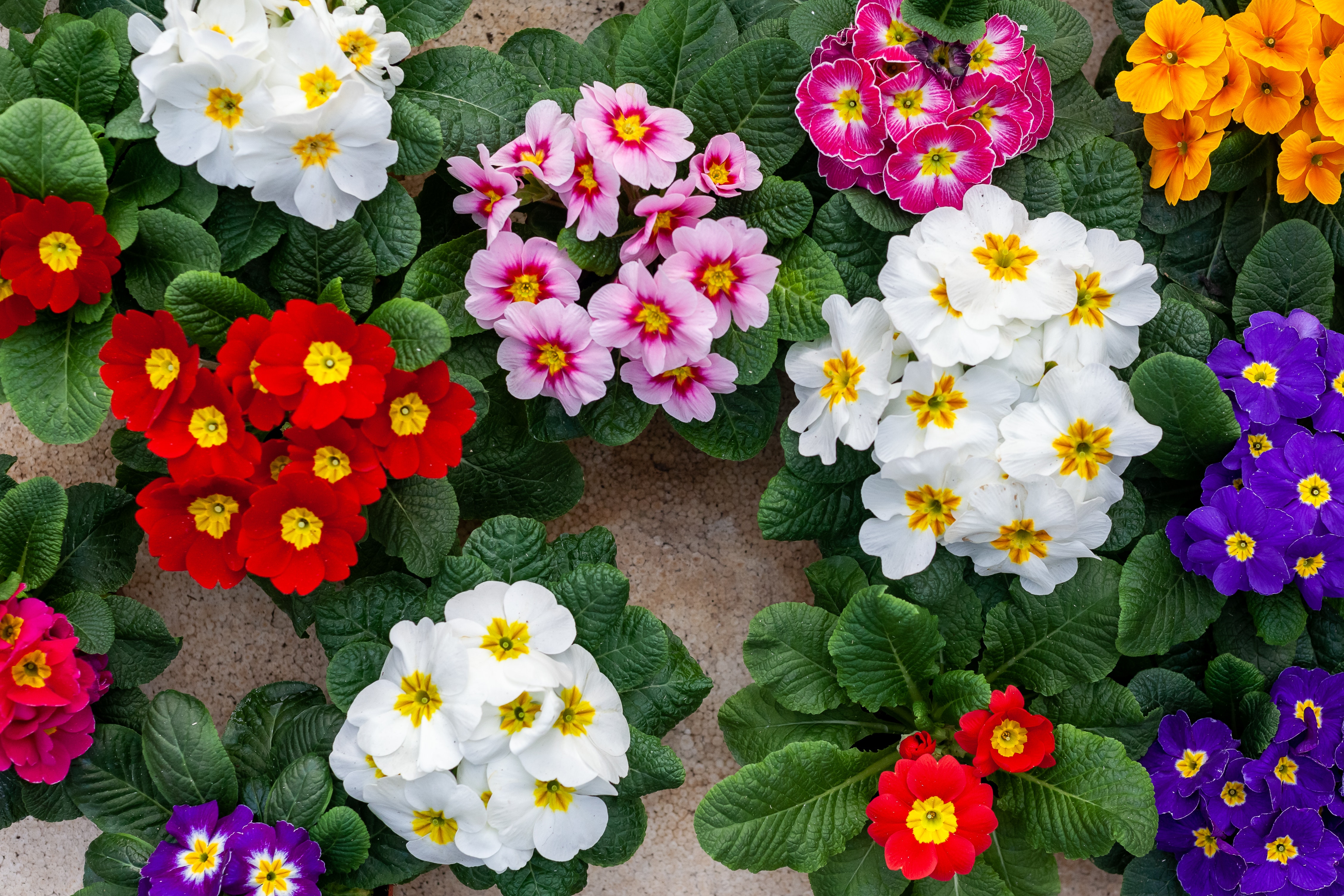 Primula Wallpapers