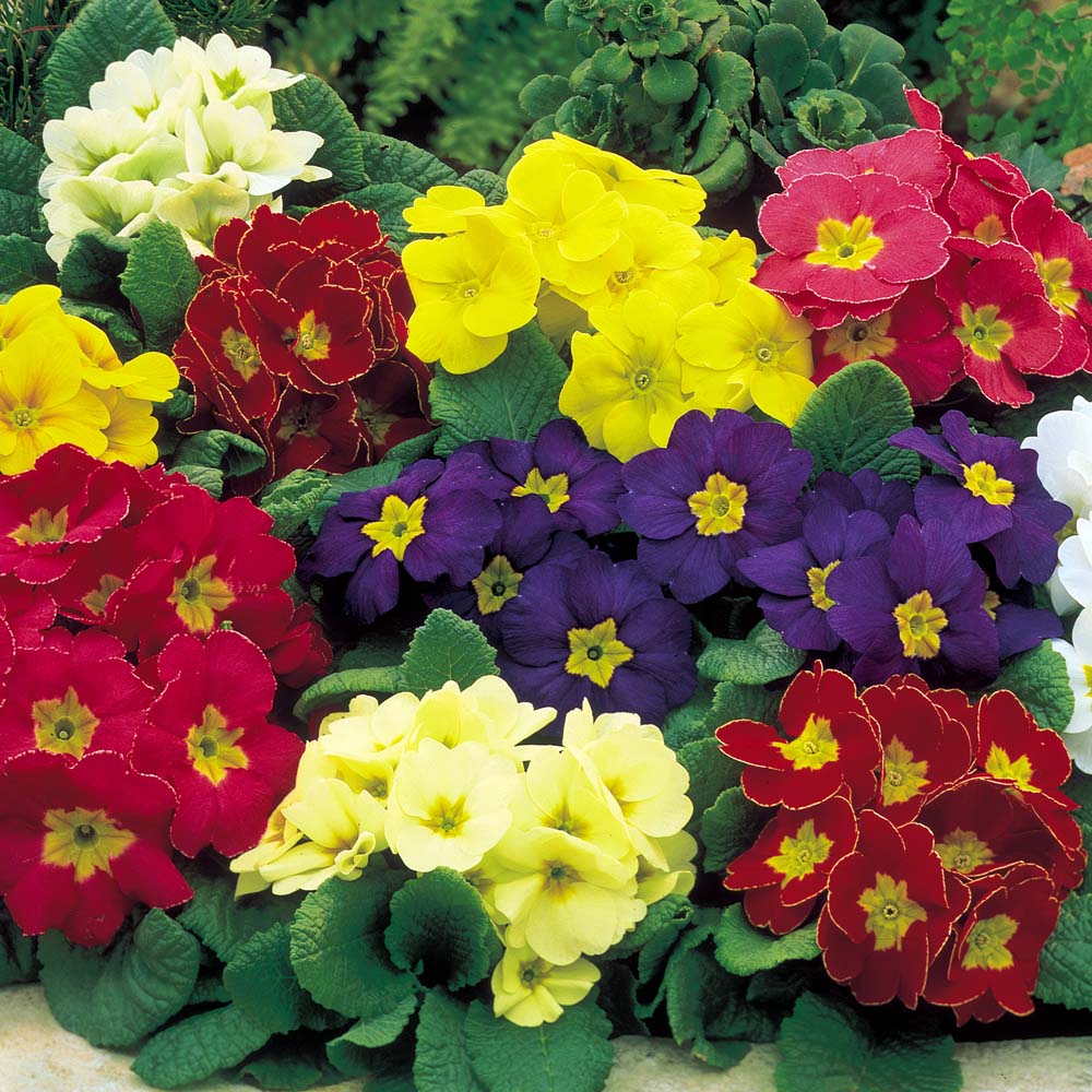 Primula Wallpapers