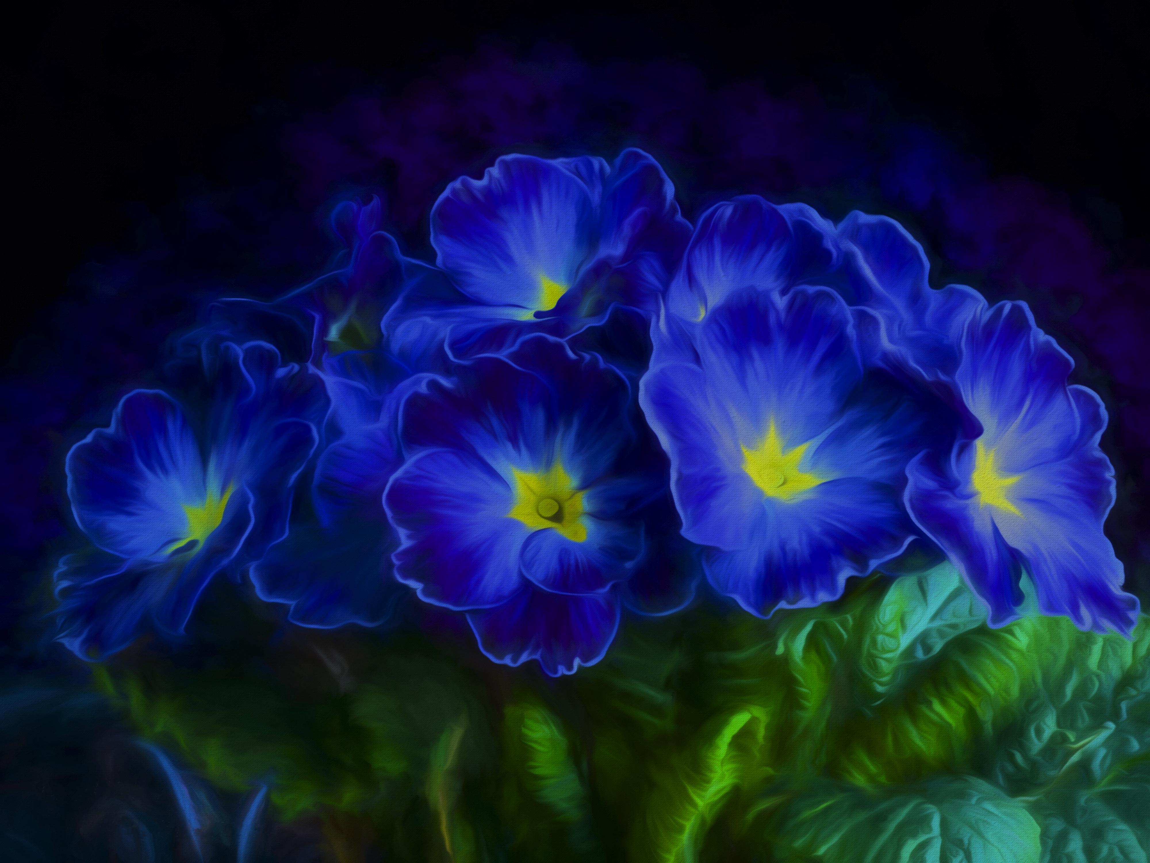 Primula Wallpapers