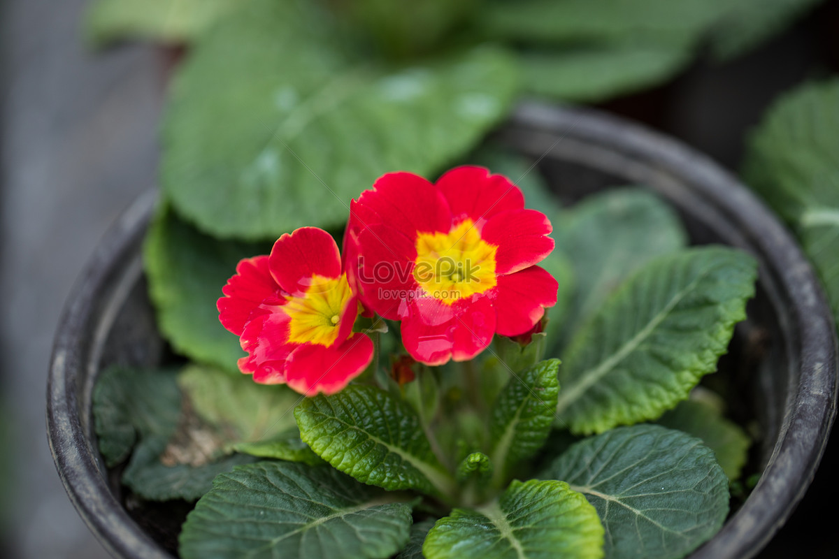 Primula Wallpapers