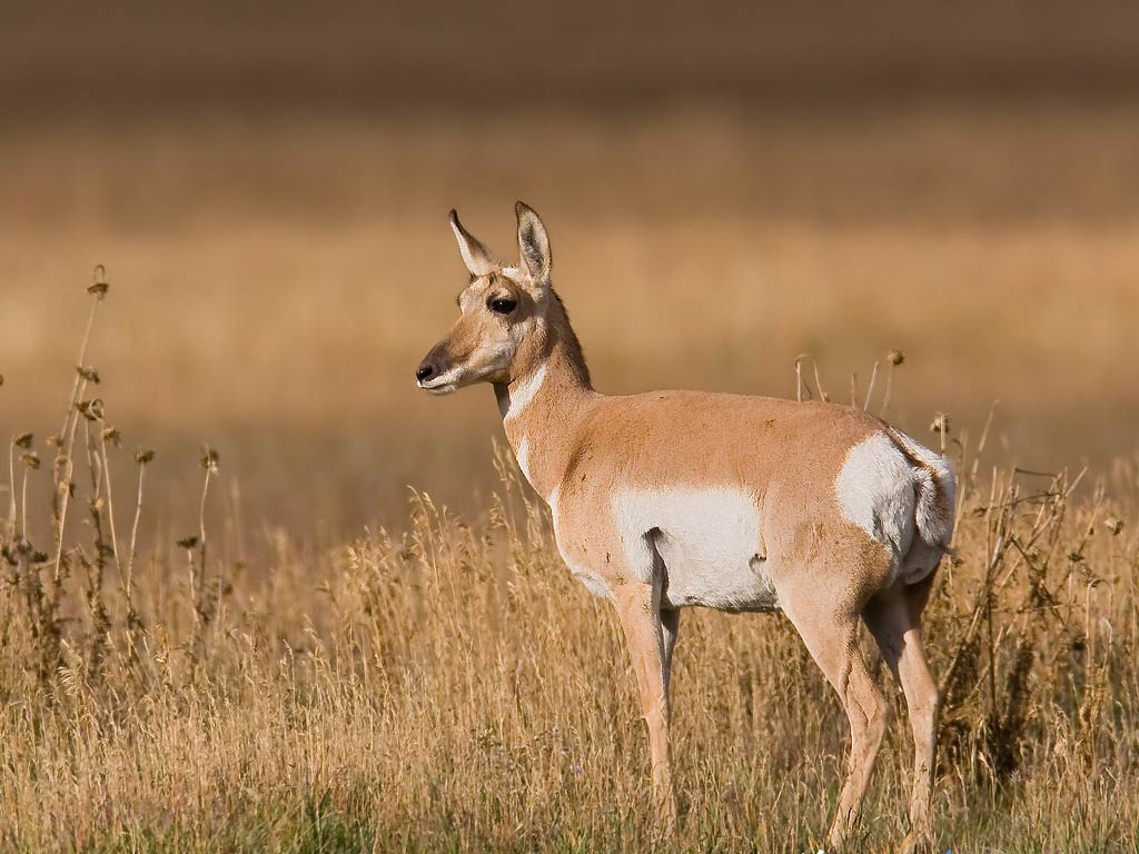 Pronghorn Wallpapers