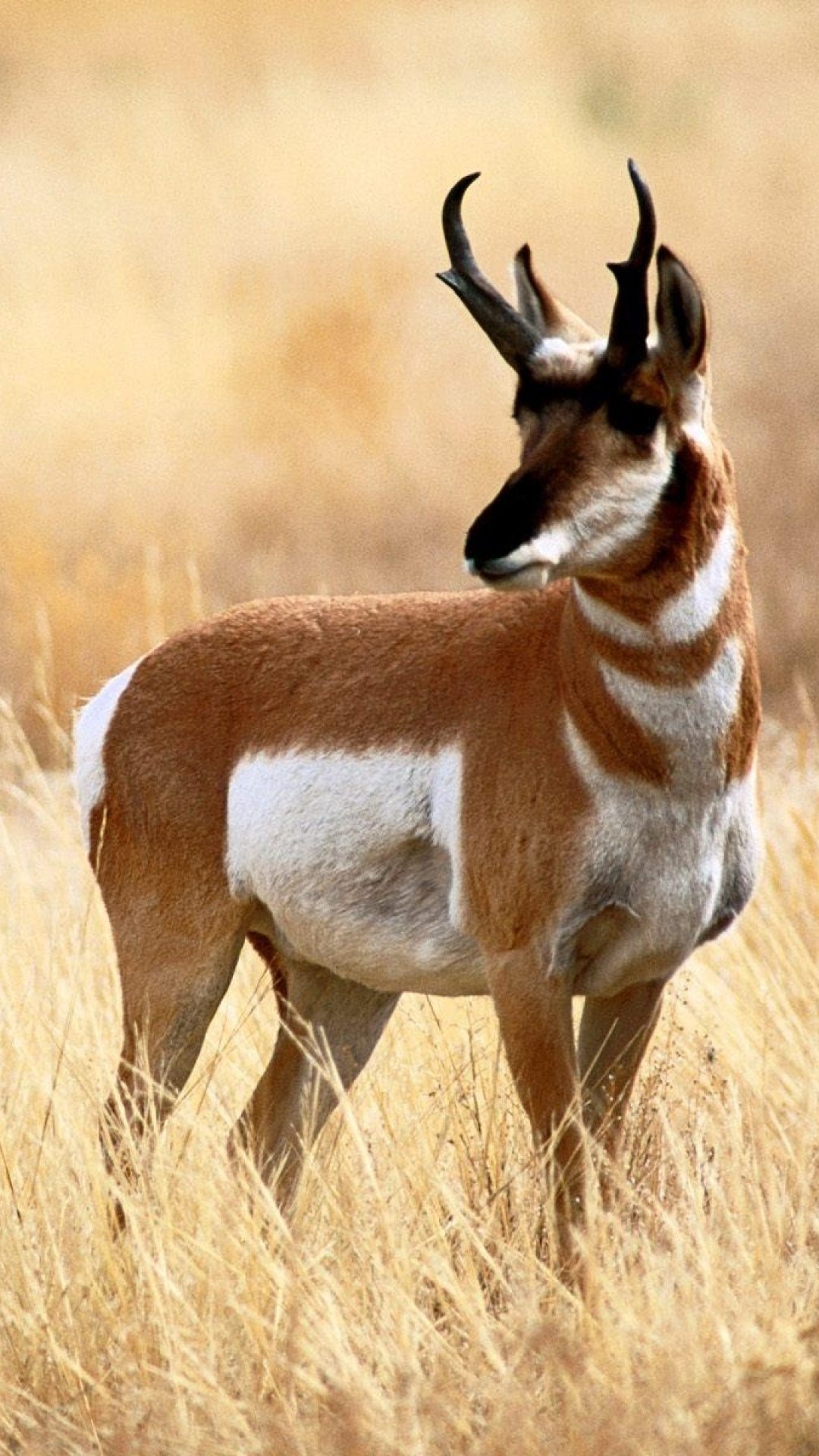 Pronghorn Wallpapers