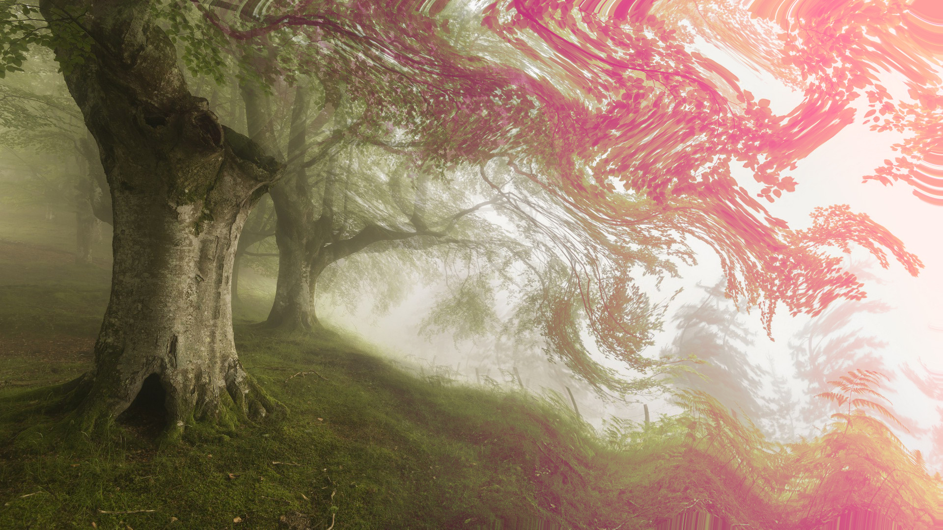 Psychedelic Forest Wallpapers