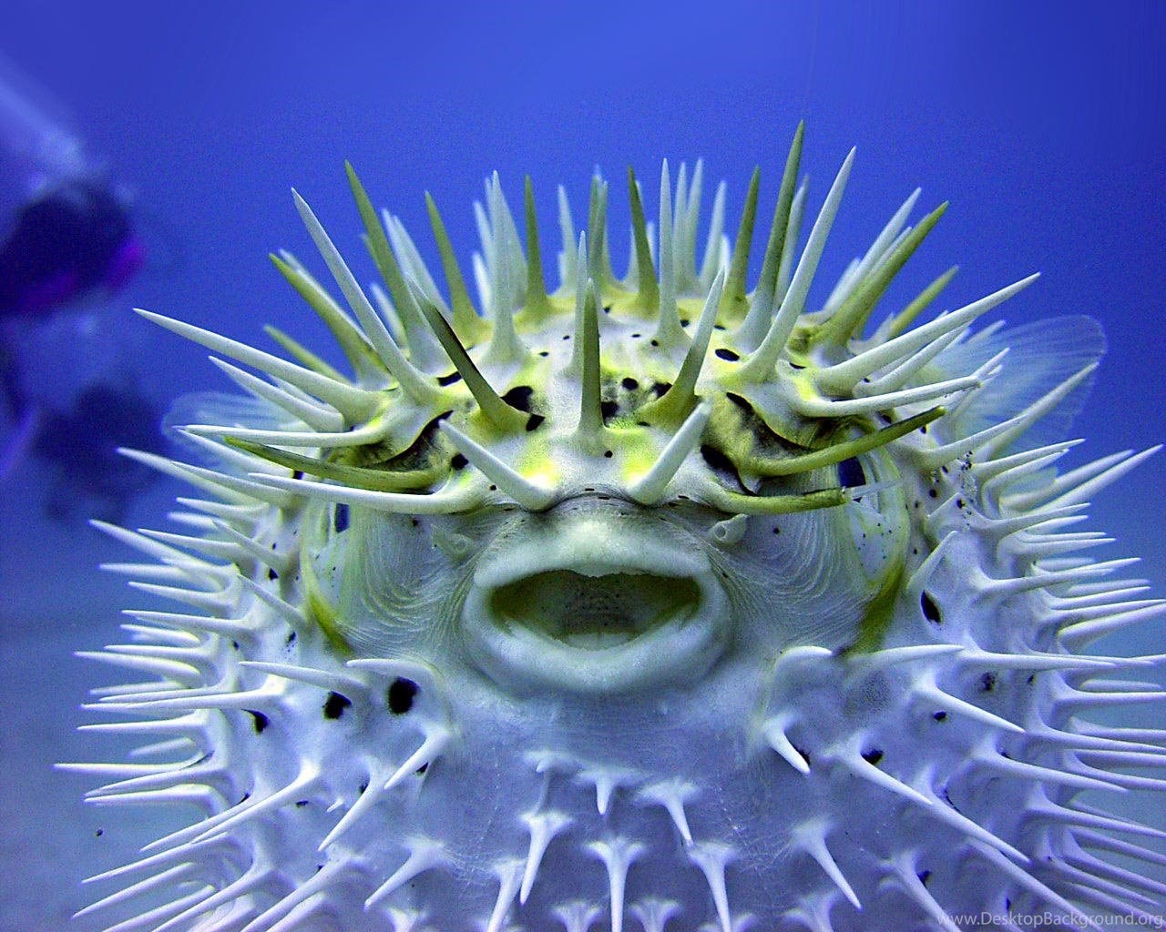 Puffer Fish Wallpapers